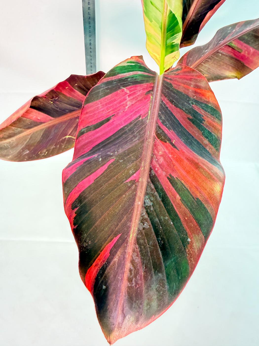 Musa banana nono variegata 2