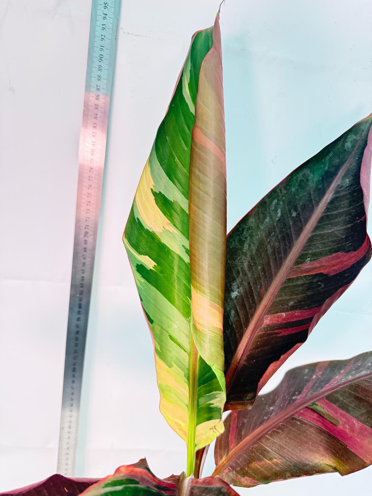 Musa banana nono variegata 3