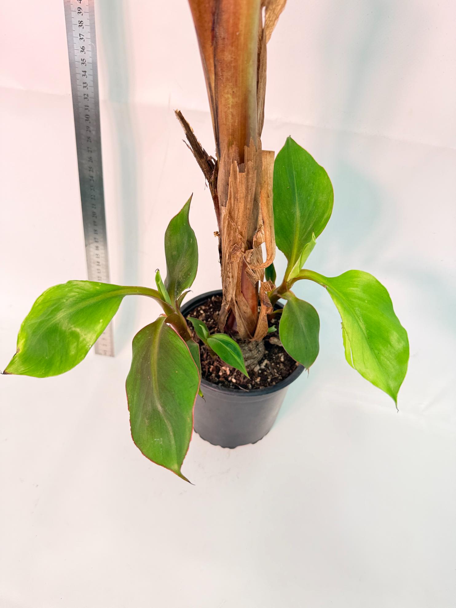 Musa banana nono variegata 8
