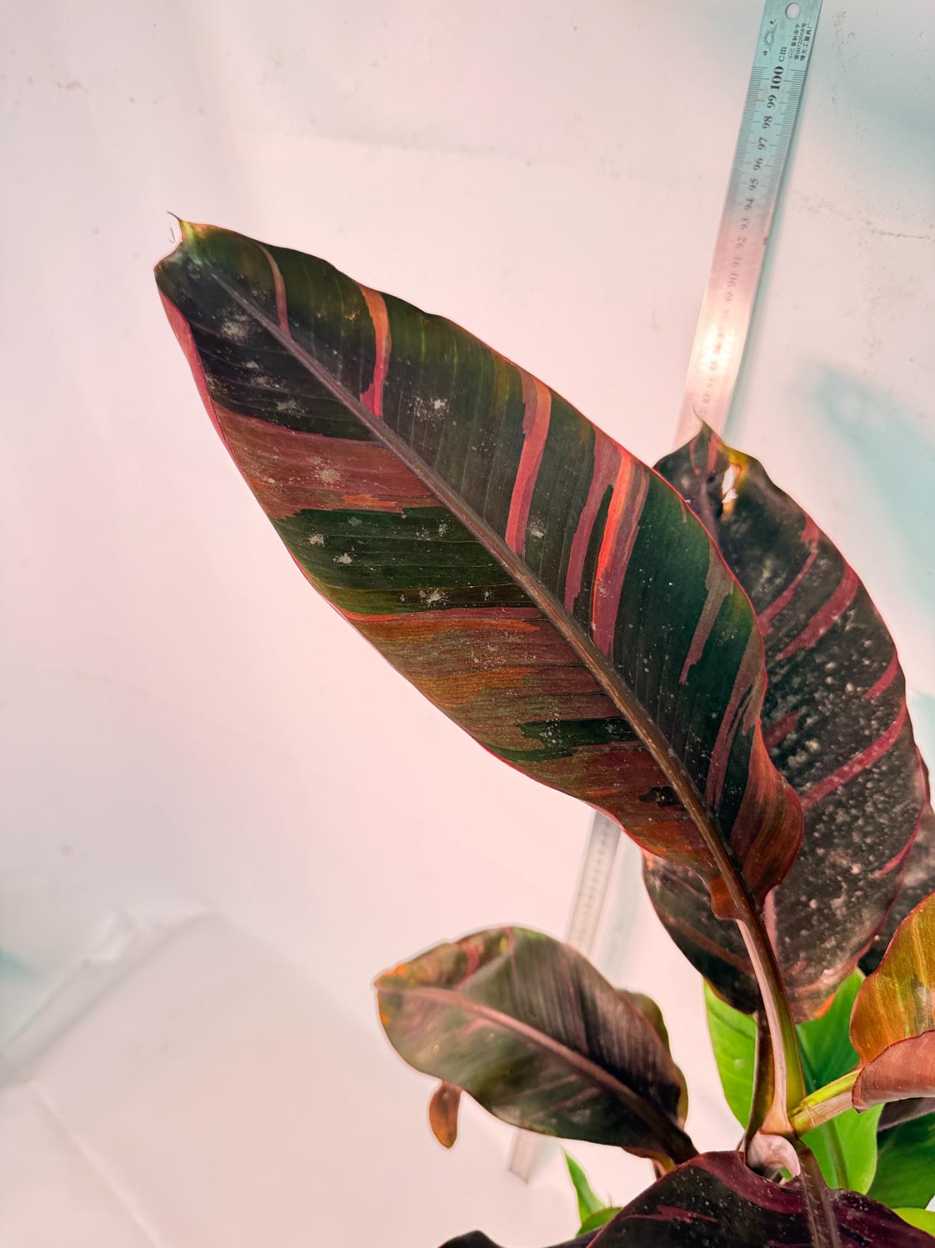 Musa banana nono variegata 2