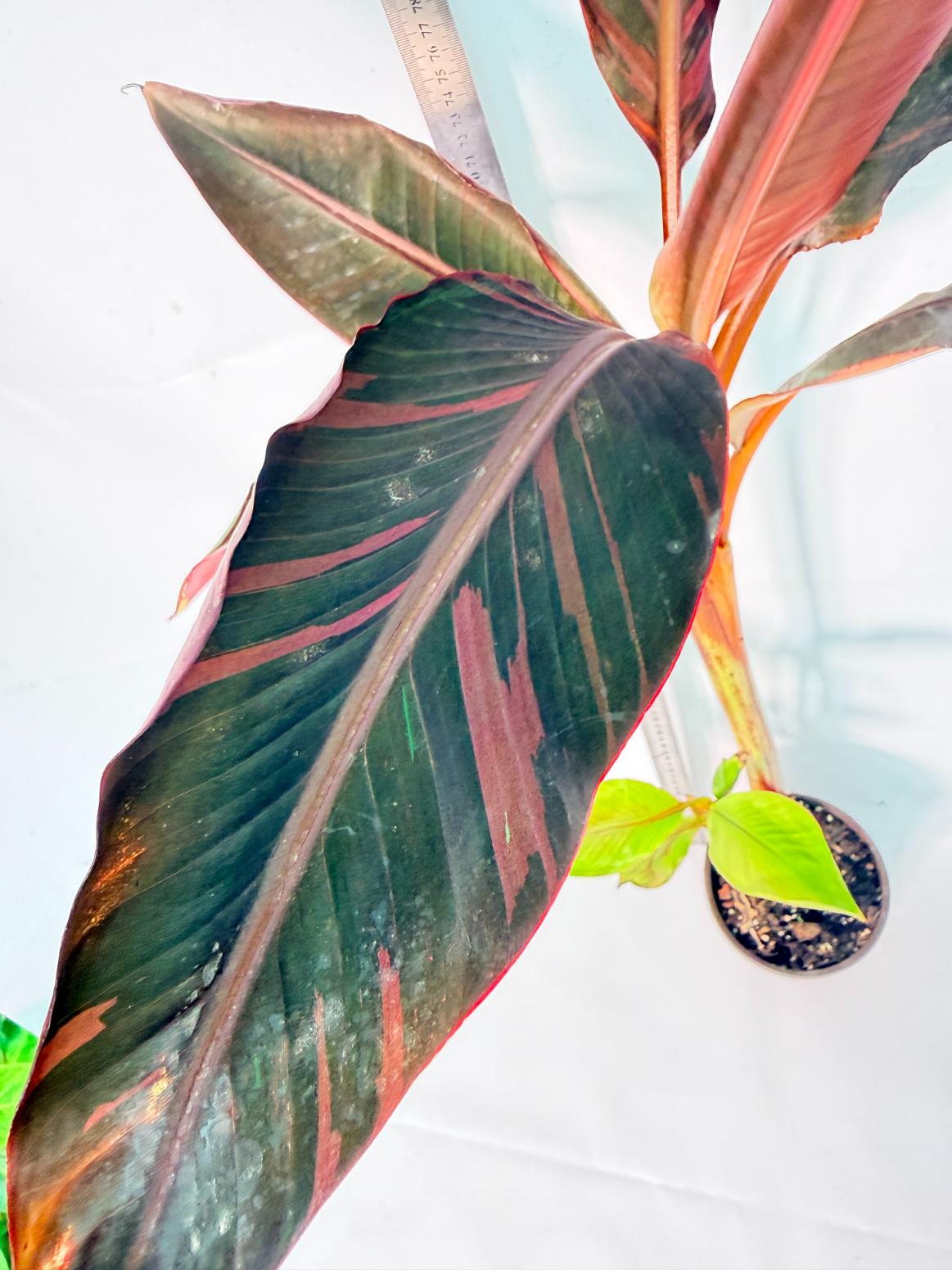 Musa banana nono variegata 2