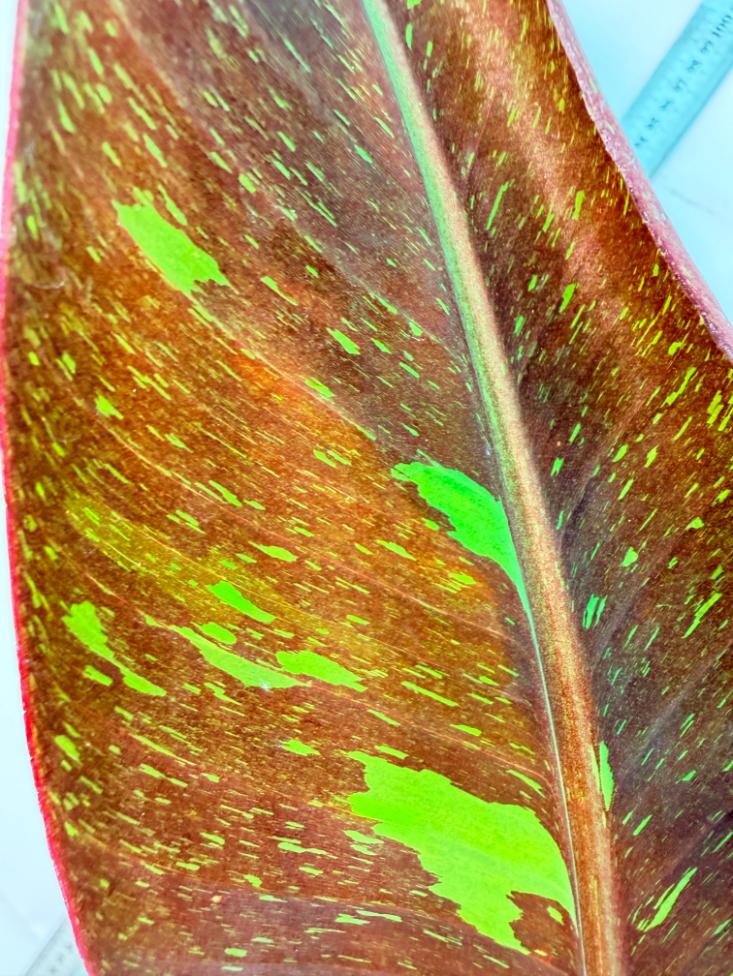 Musa siam ruby variegata 2