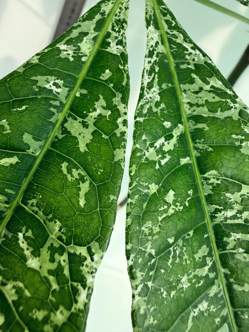 Pachira glabra milky way variegata 2
