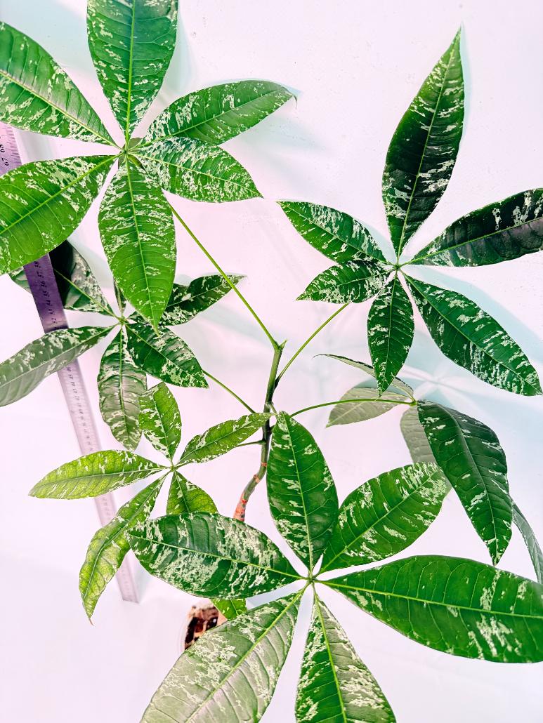 Pachira glabra milky way variegata 2