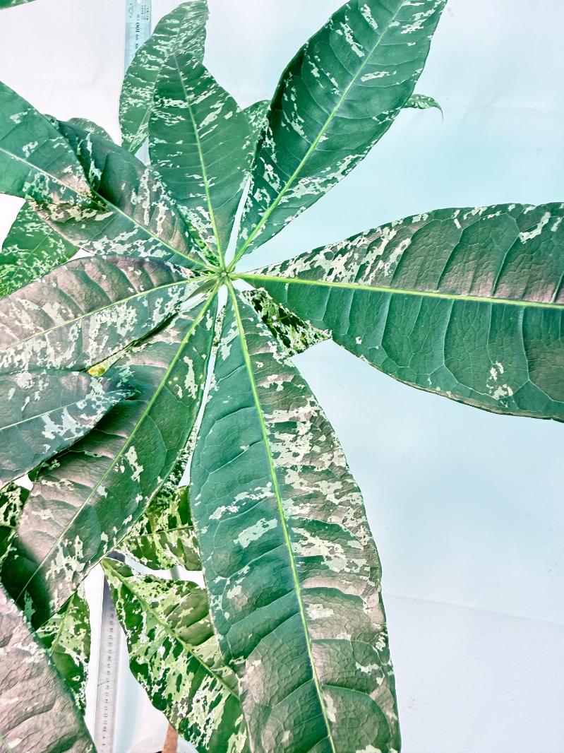 Pachira glabra milky way variegata XXL 2