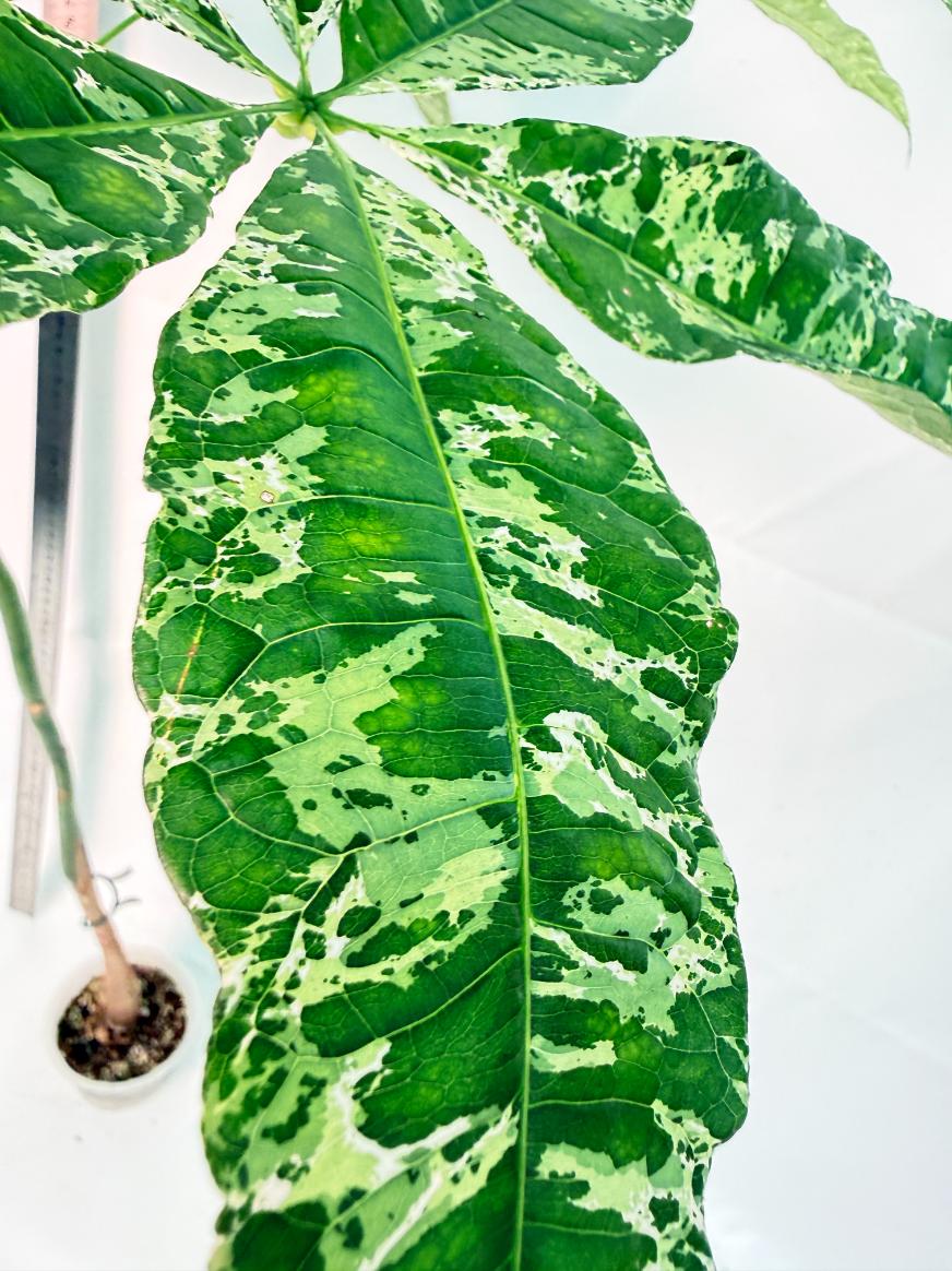 Pachira glabra milky way variegata XXL 2