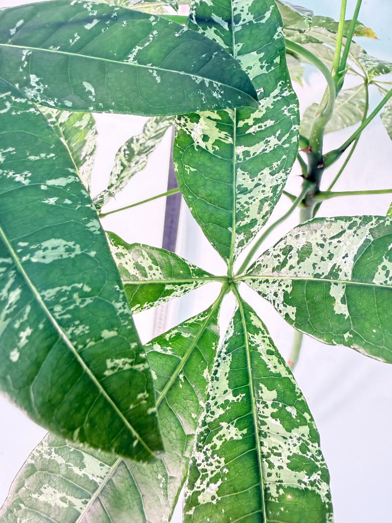Pachira glabra milky way variegata XXL 2