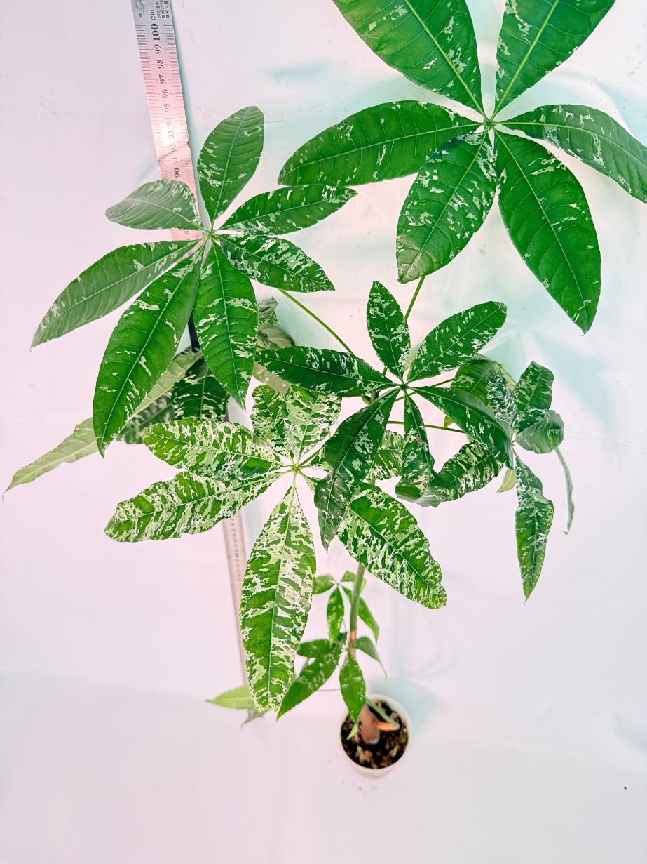 Pachira glabra milky way variegata XXL 2