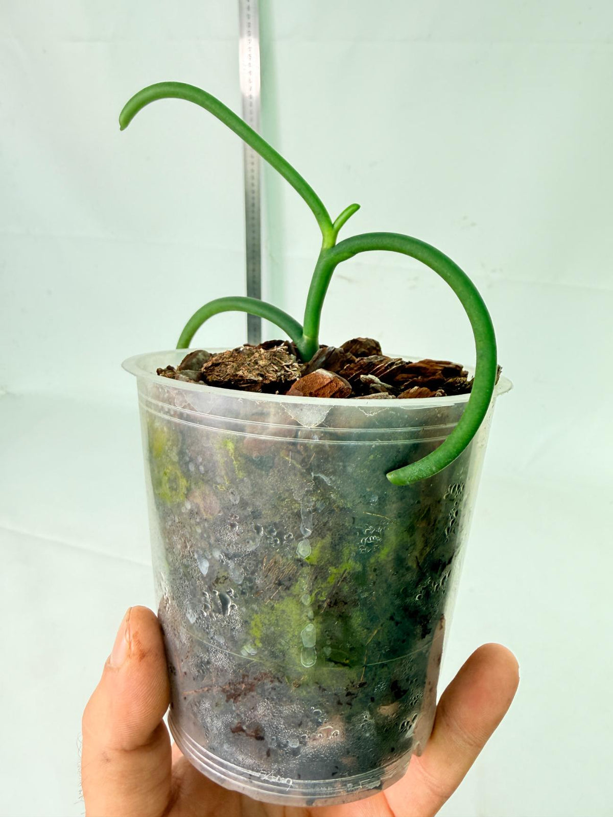 Papilionanthe Teres var. 'Olympic rings' 2