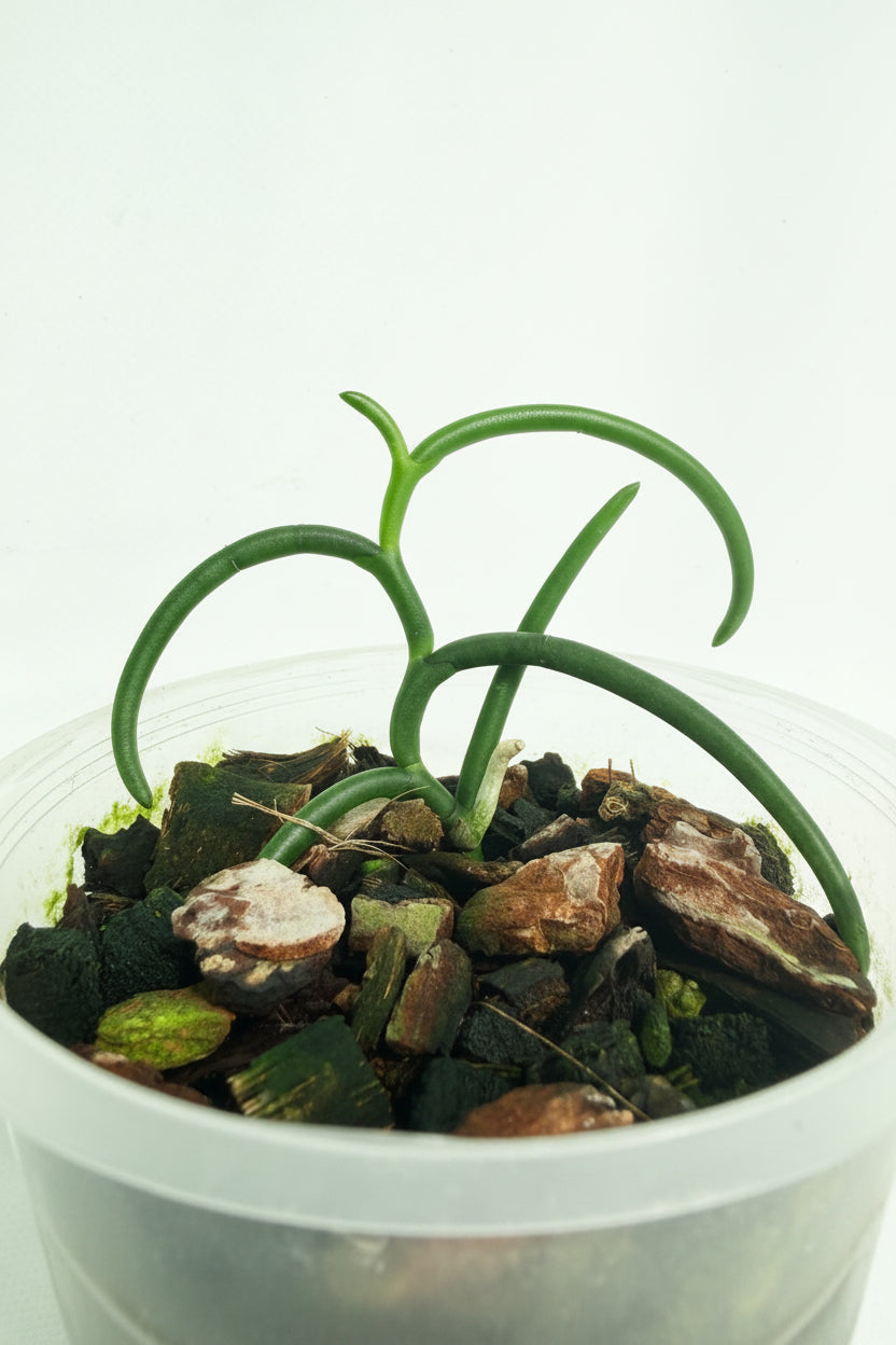 Papilionanthe Teres var. 'Olympic Rings' 02