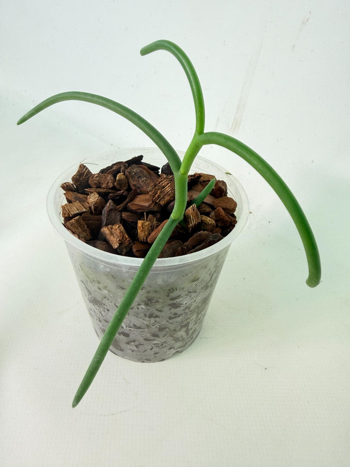 Papilionanthe Teres var. 'Olympic Rings' 01