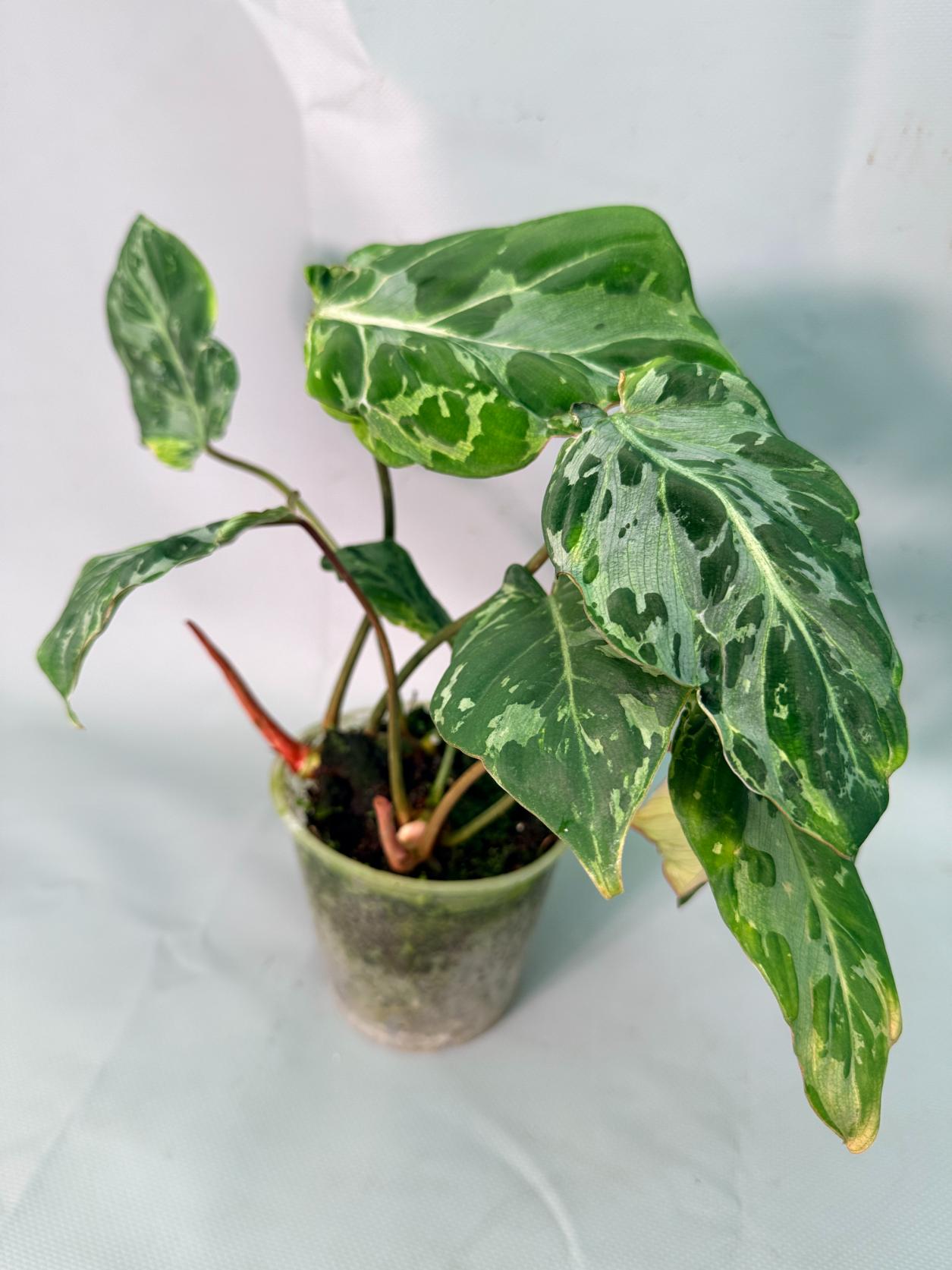 Philodendron Gloriosum Variegata 02