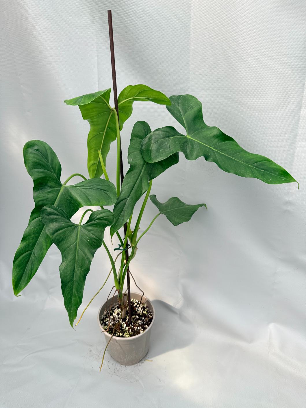 philodendron xl Philodendron mexicanum XL