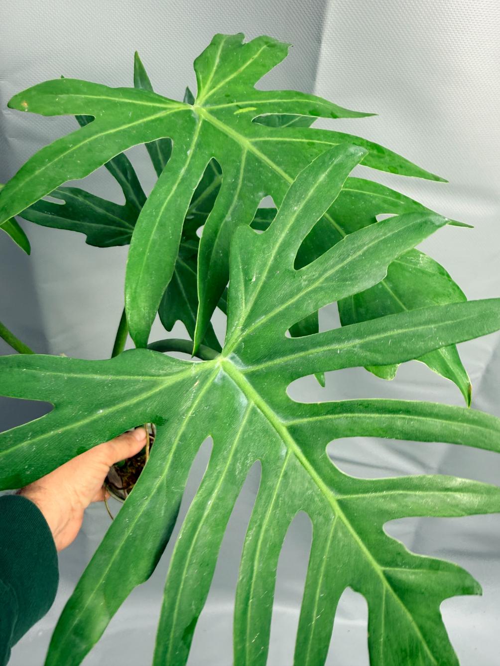 philodendron radiatum Philodendron RADIATUM