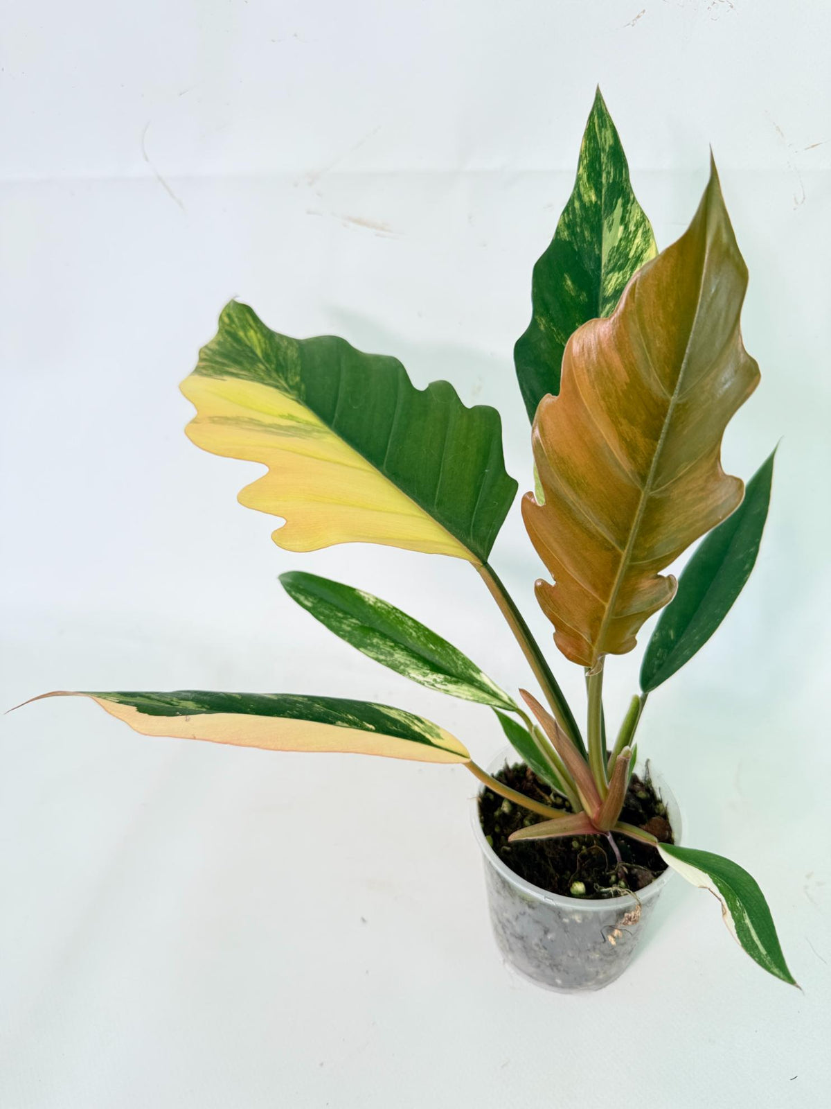 Philodendron Caramel Marble 02