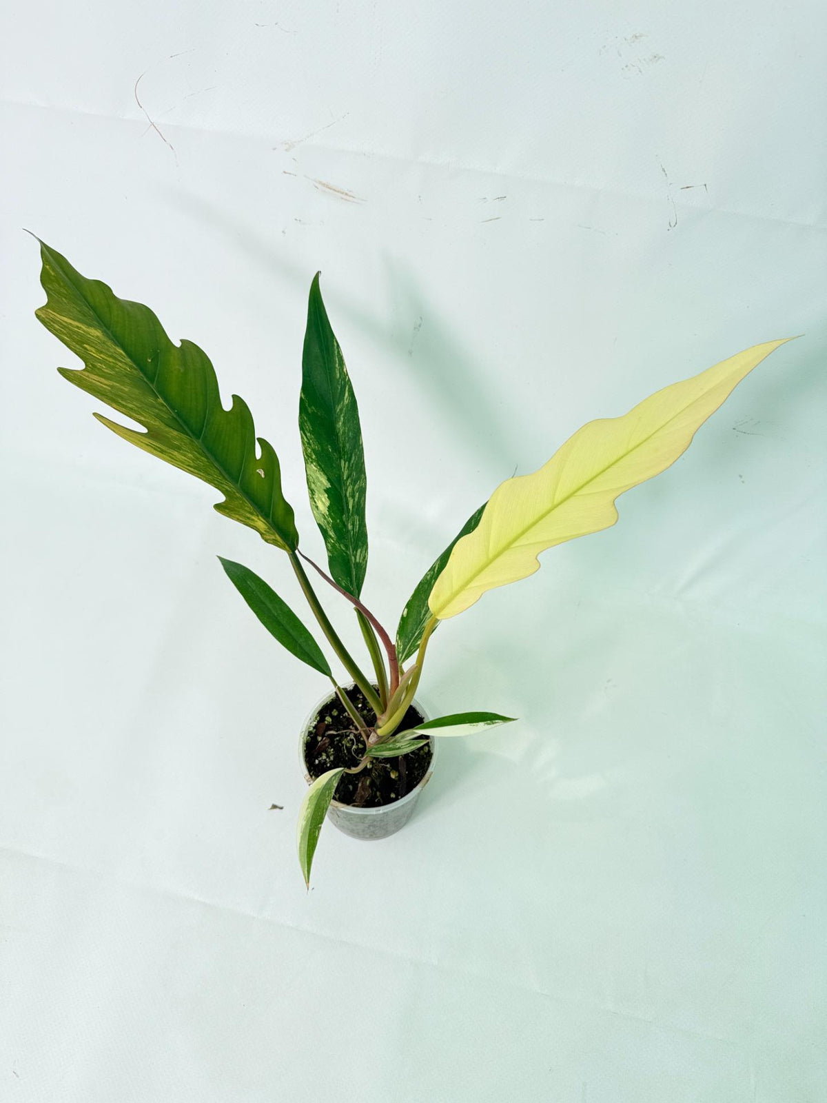Philodendron Caramel Marble 02