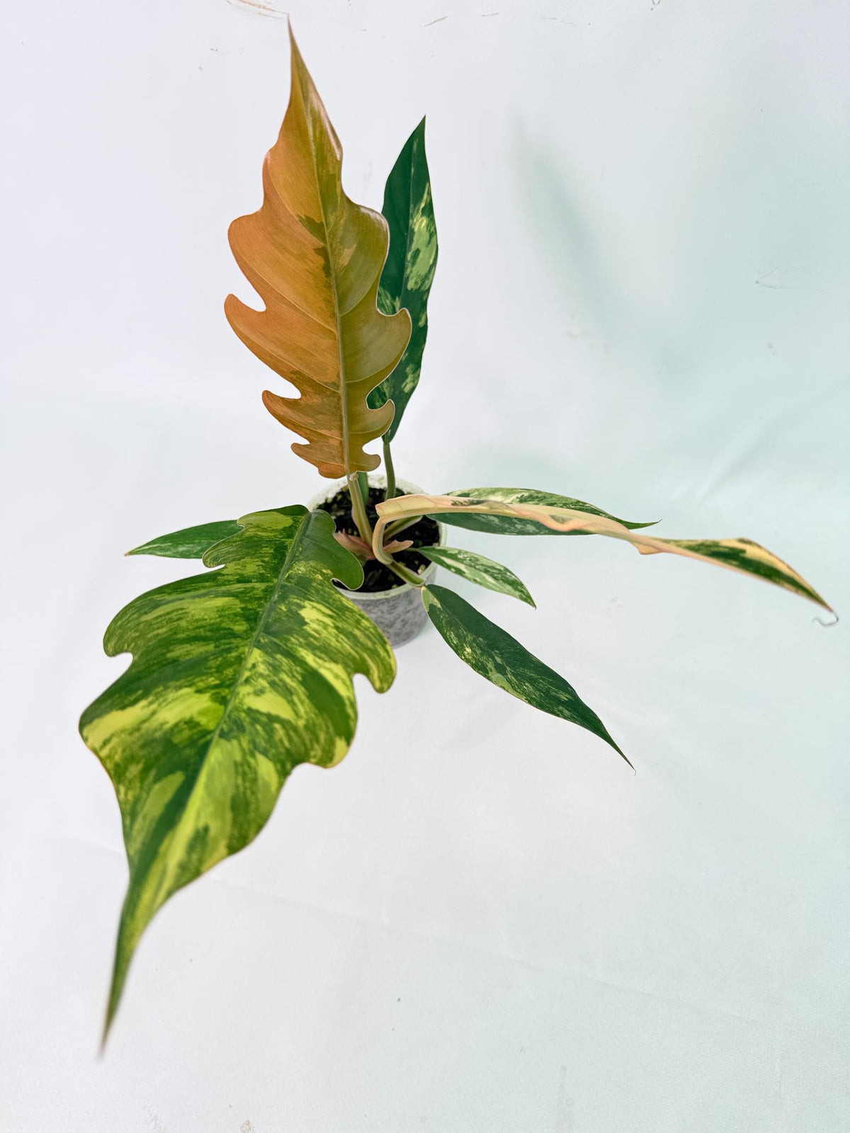 Philodendron Caramel Marble 02