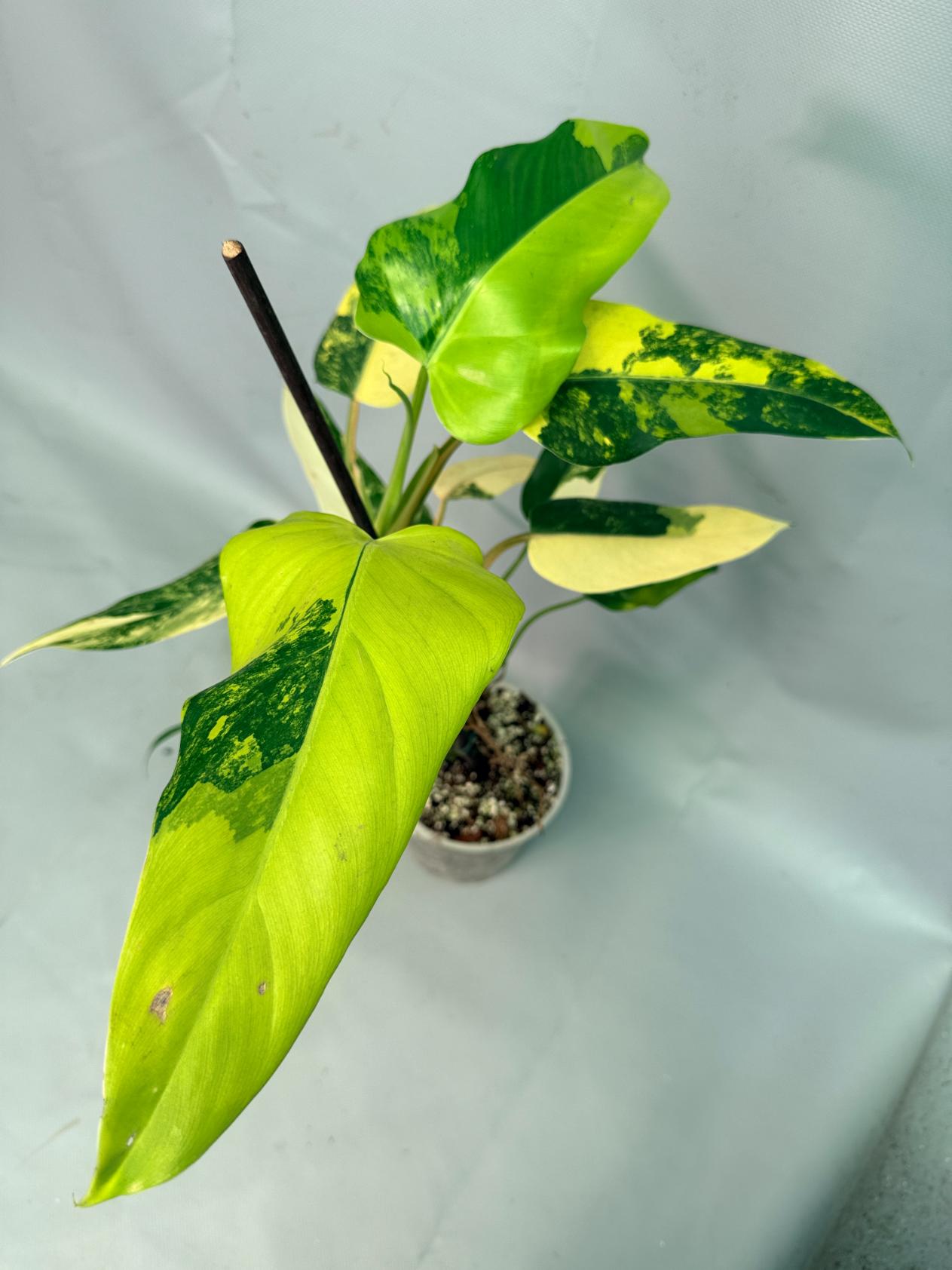 Philodendron Domesticum Variegata 02