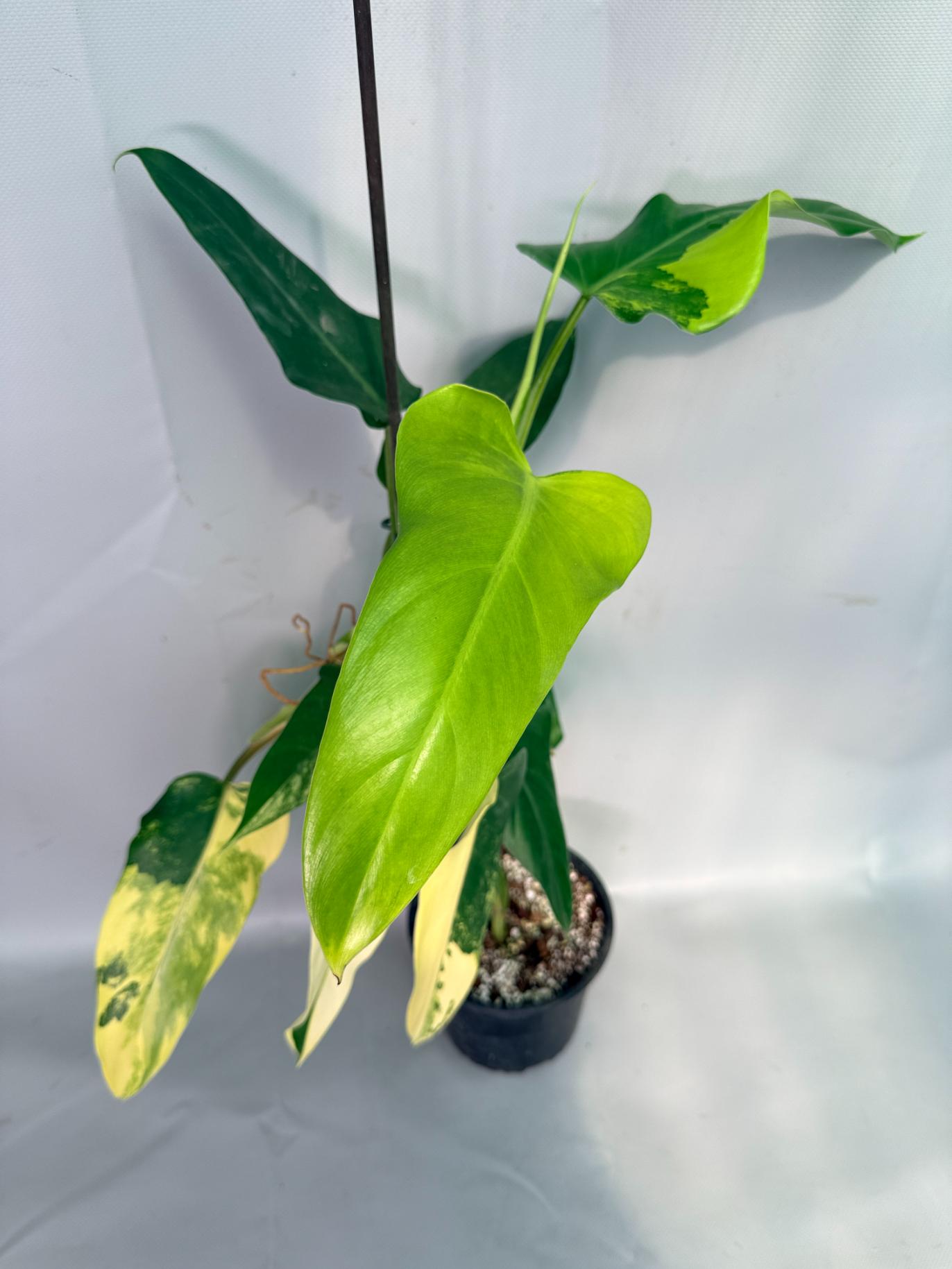 philodendron domesticum variegatum Philodendron Domesticum Variegata