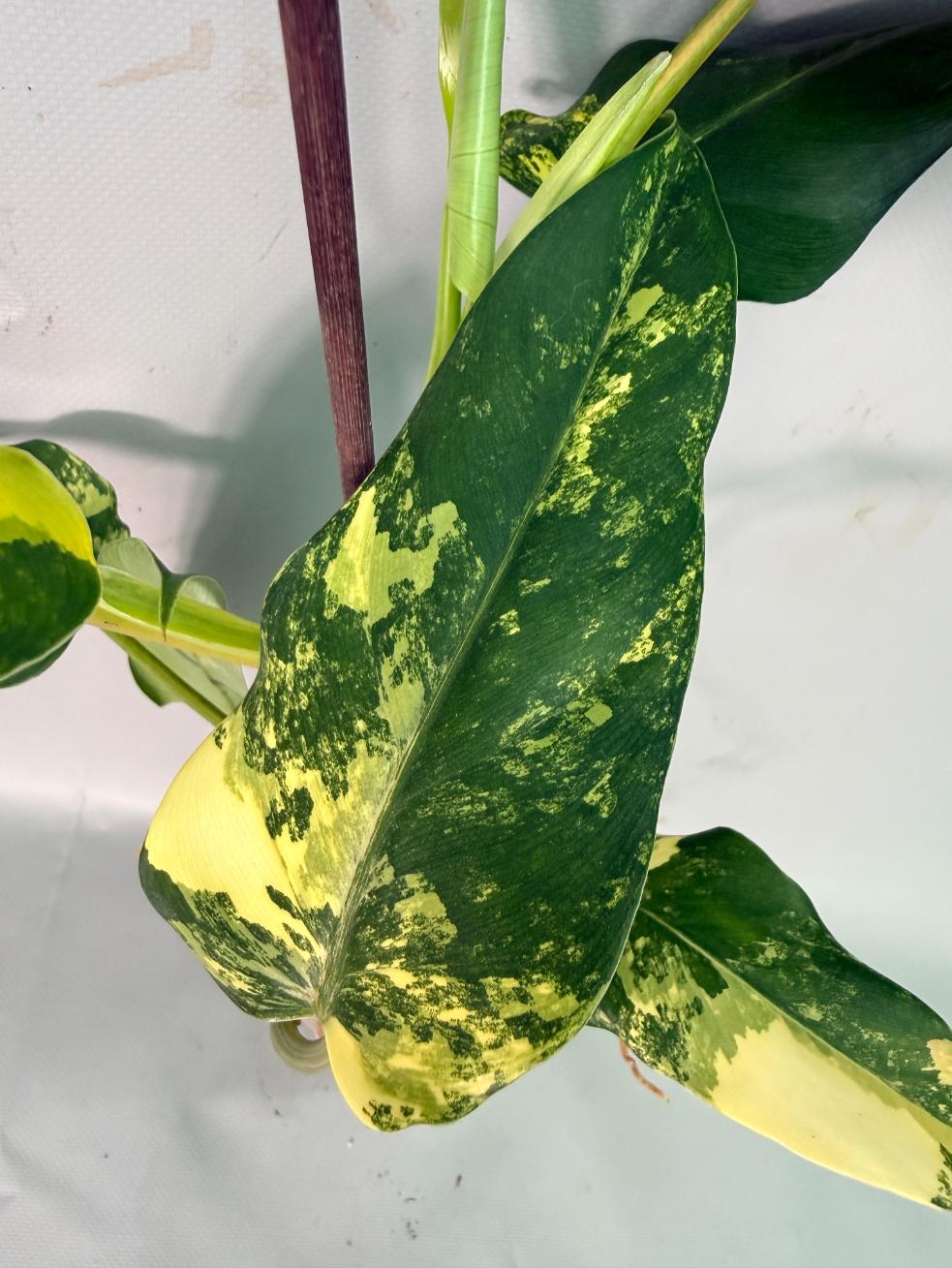 Philodendron Domesticum Variegata 09