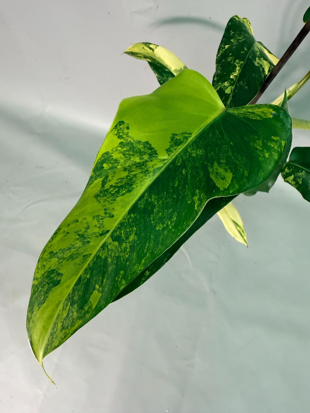 Philodendron Domesticum Variegata 05