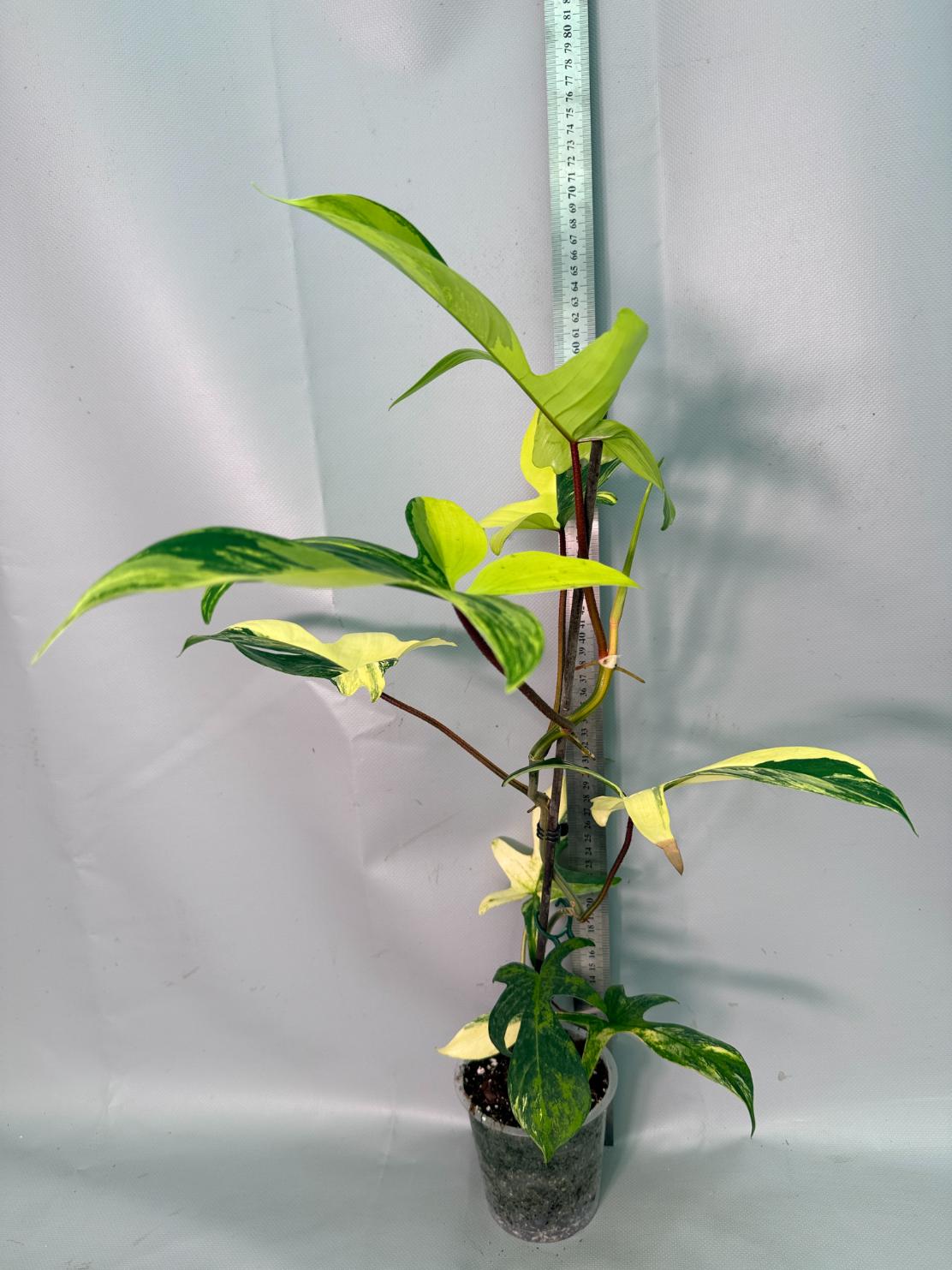 Philodendron Florida Beauty Variegata 02