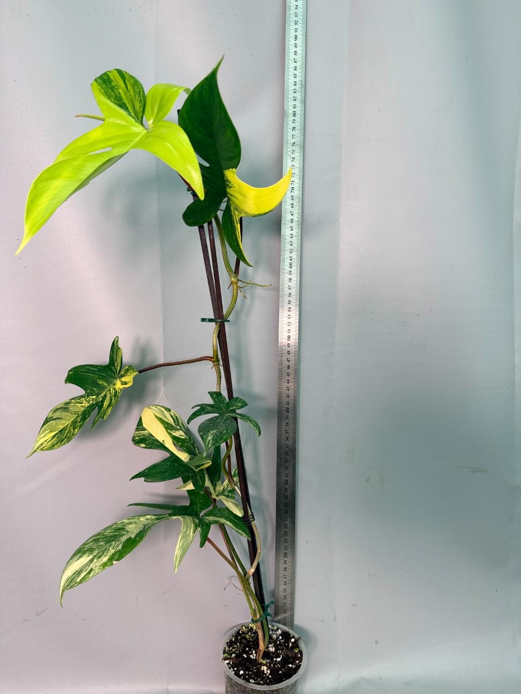 Philodendron Florida Beauty Variegata 02