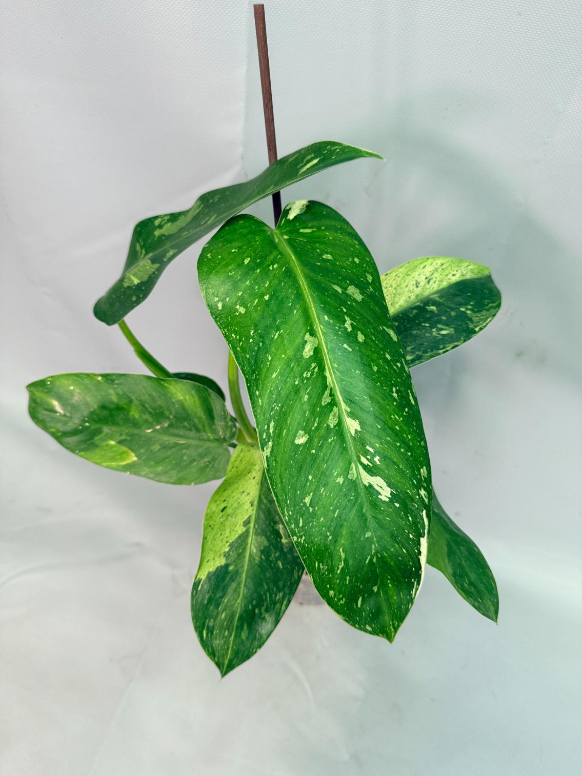 Philodendron Jose Buono variegata XL 02