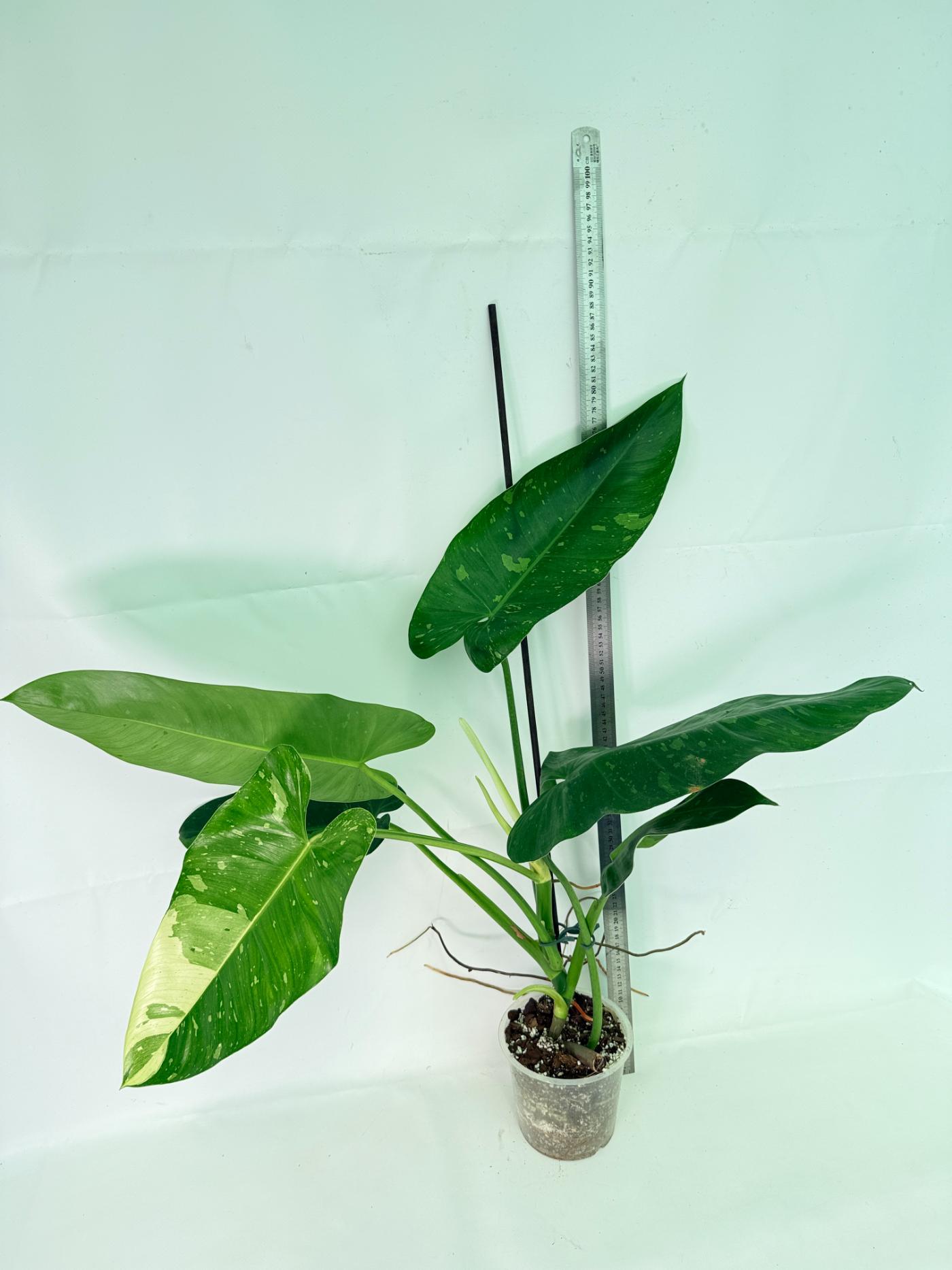 Philodendron Jose Buono variegata XL 02