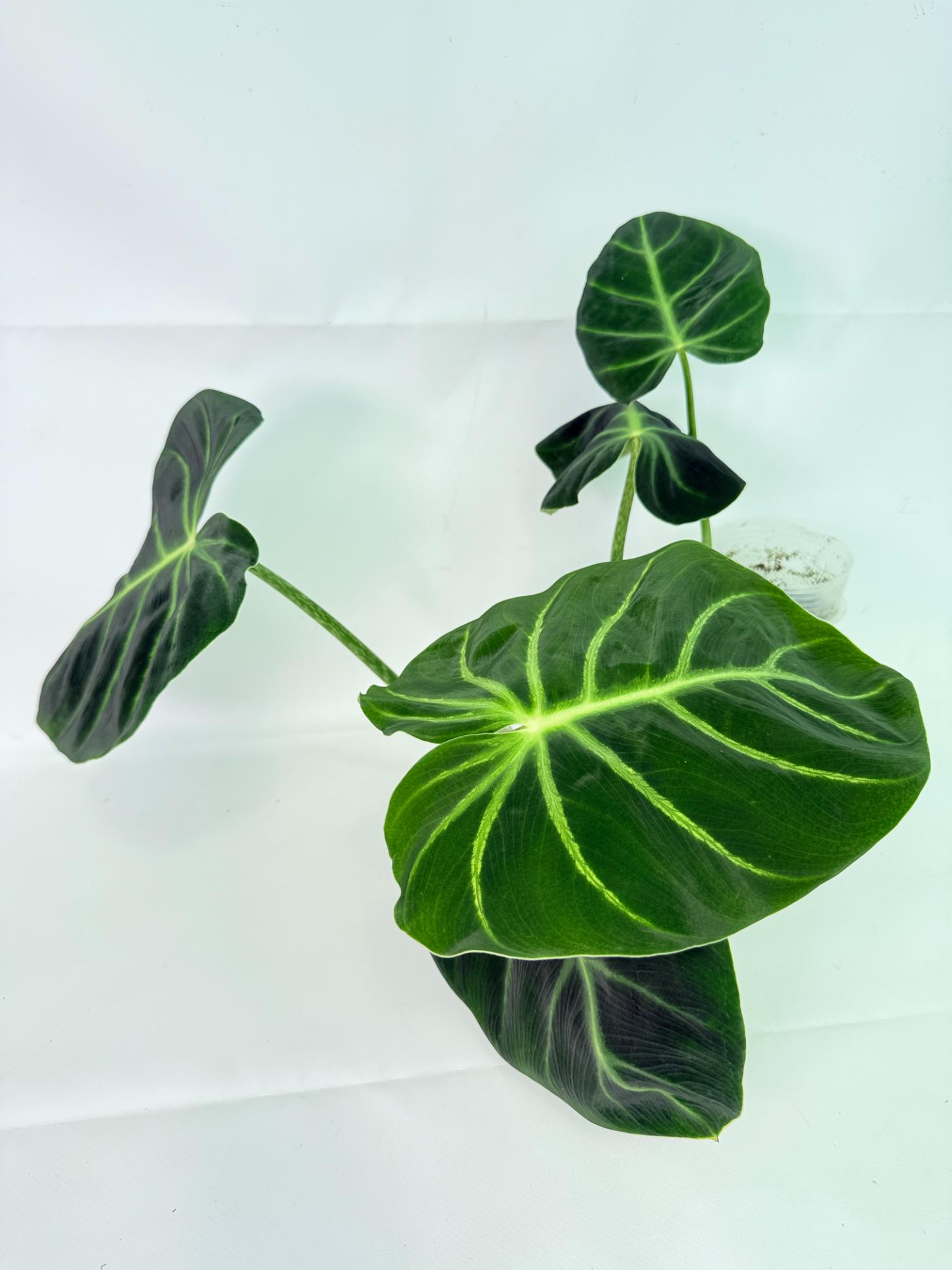 Philodendron Luxurians 01