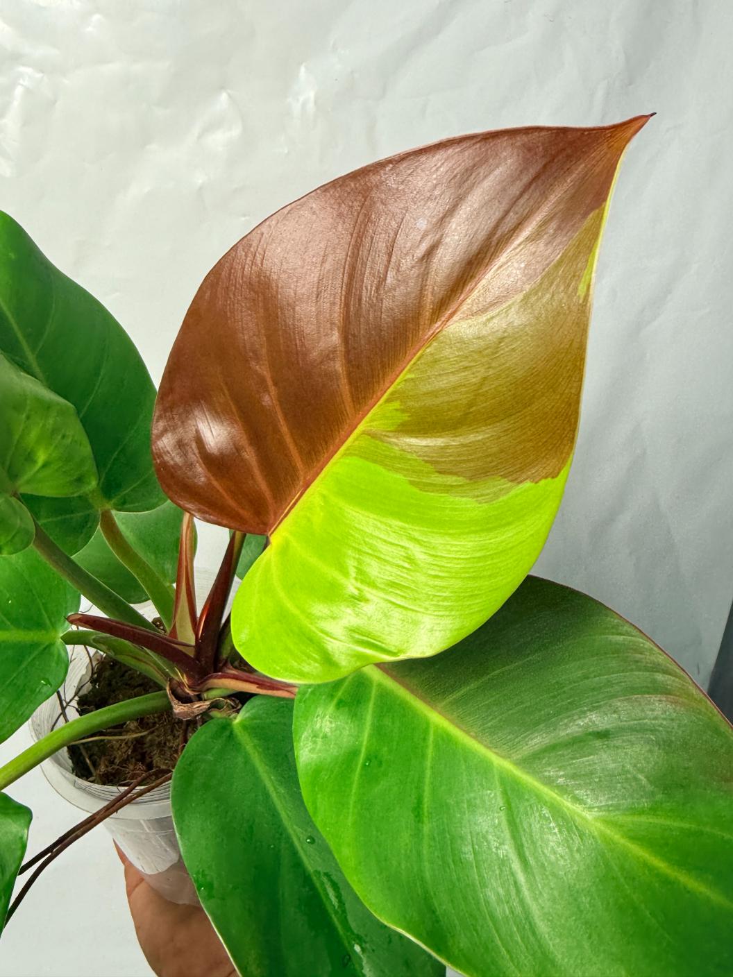 Philodendron Yellow Flame variegata