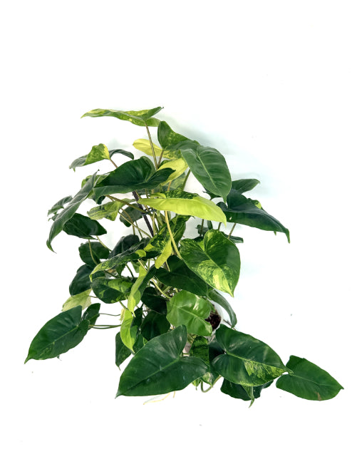 Philodendron_Burle_Marx_Variegata