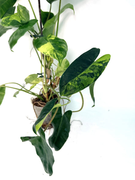 Philodendron_Burle_Marx_Variegata