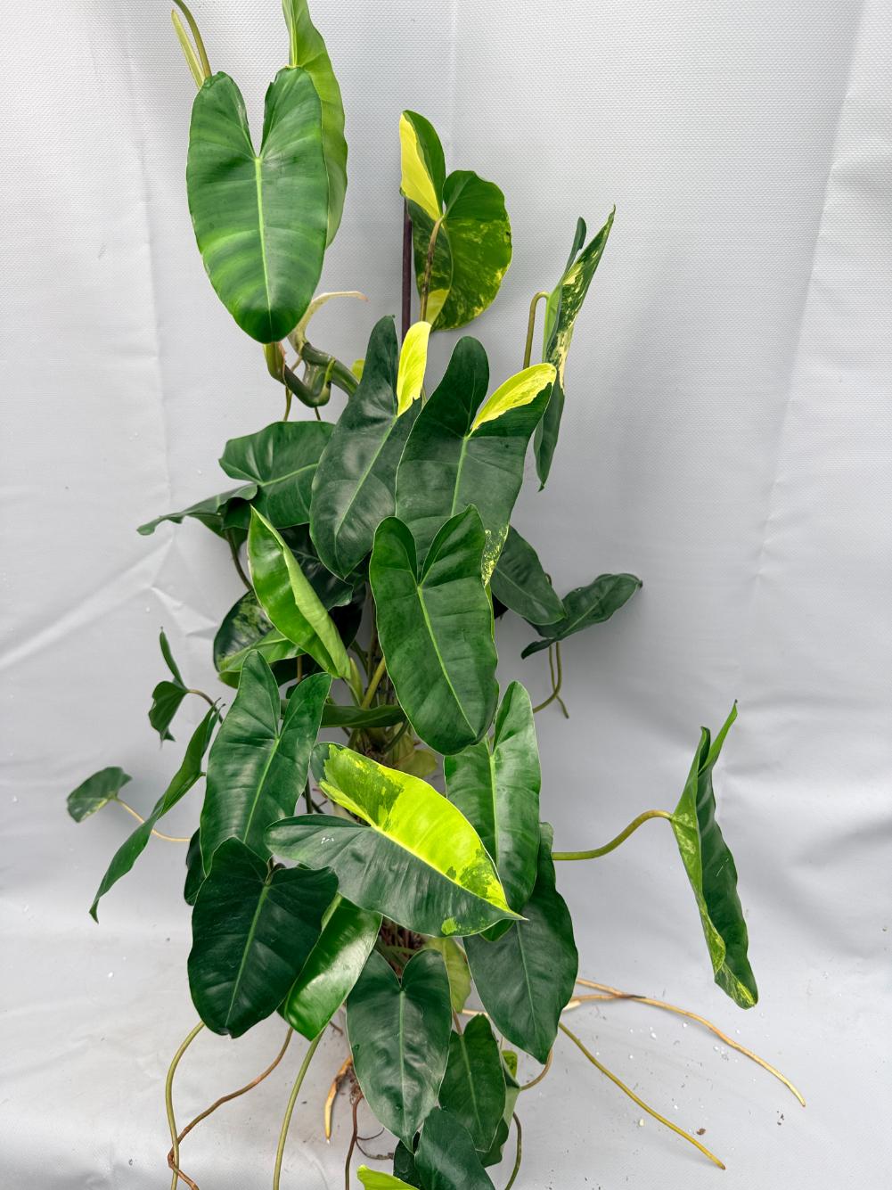 Philodendron burle marx variegata XL