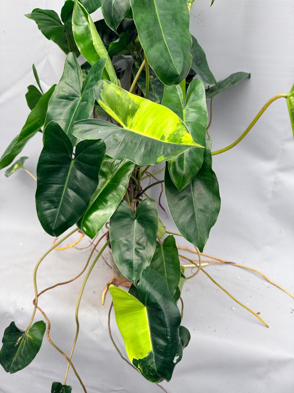 Philodendron burle marx variegata XL
