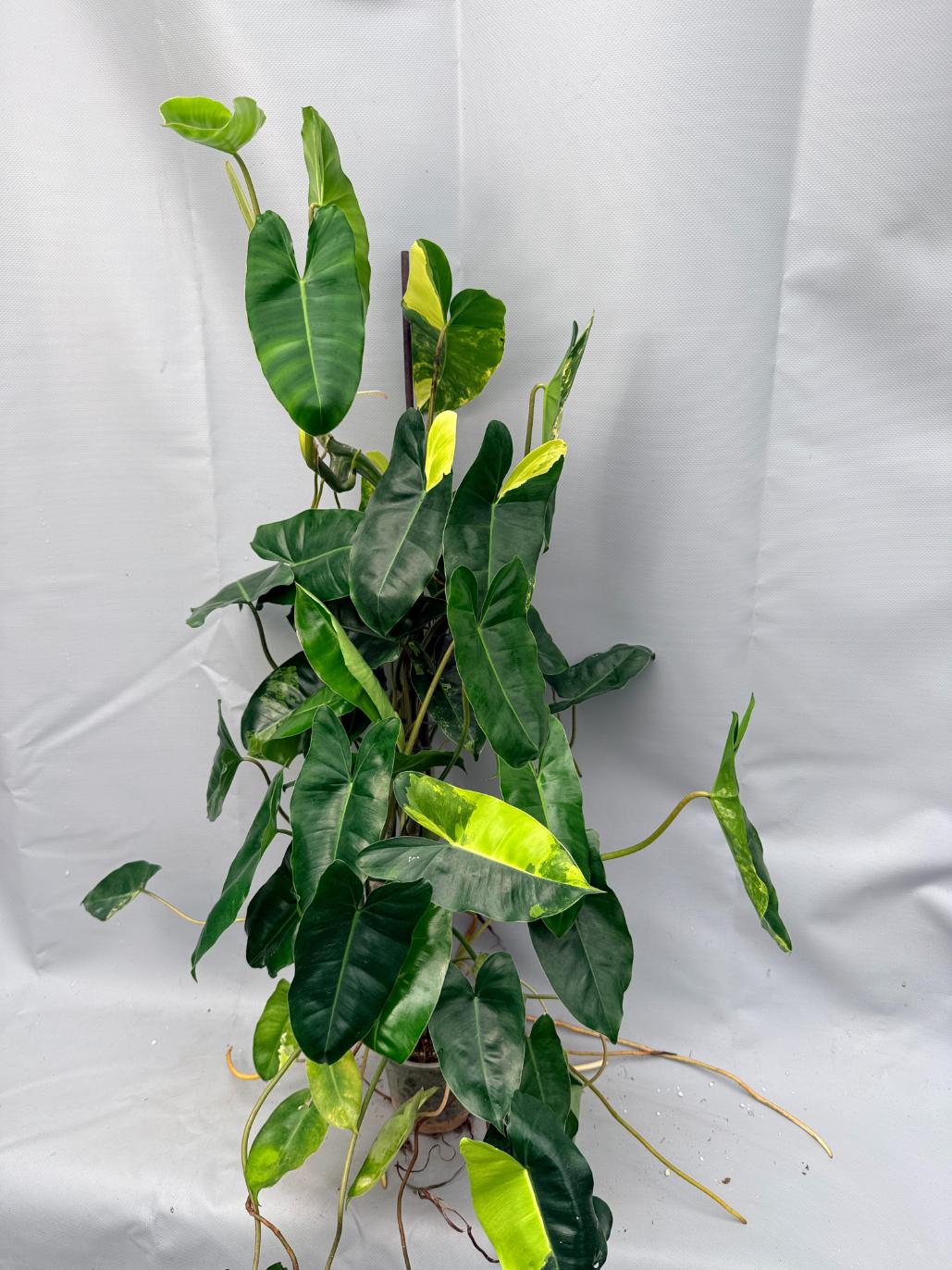 Philodendron burle marx variegata XL