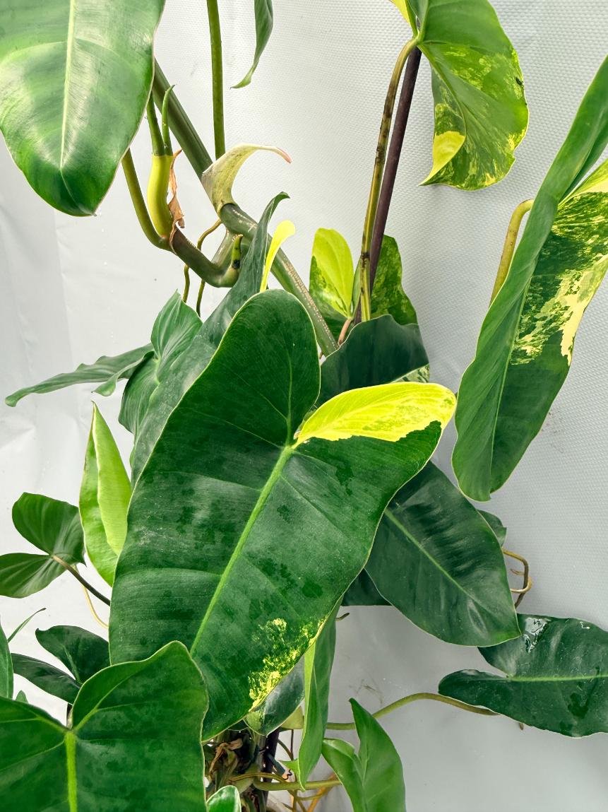 Philodendron burle marx variegata XL