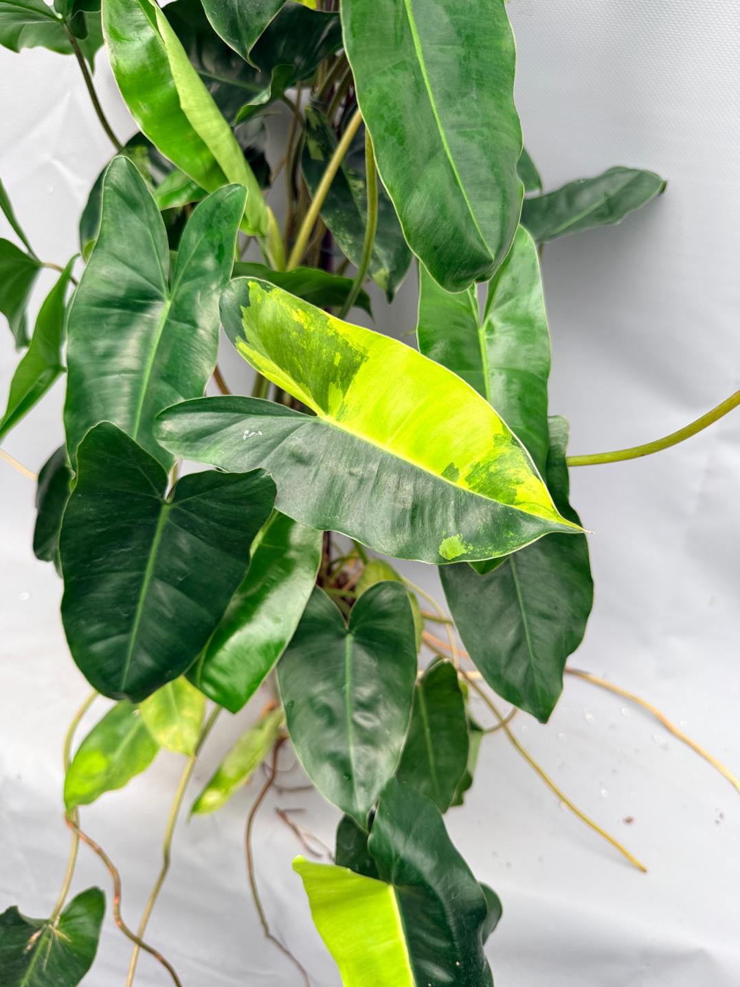 Philodendron burle marx variegata XL