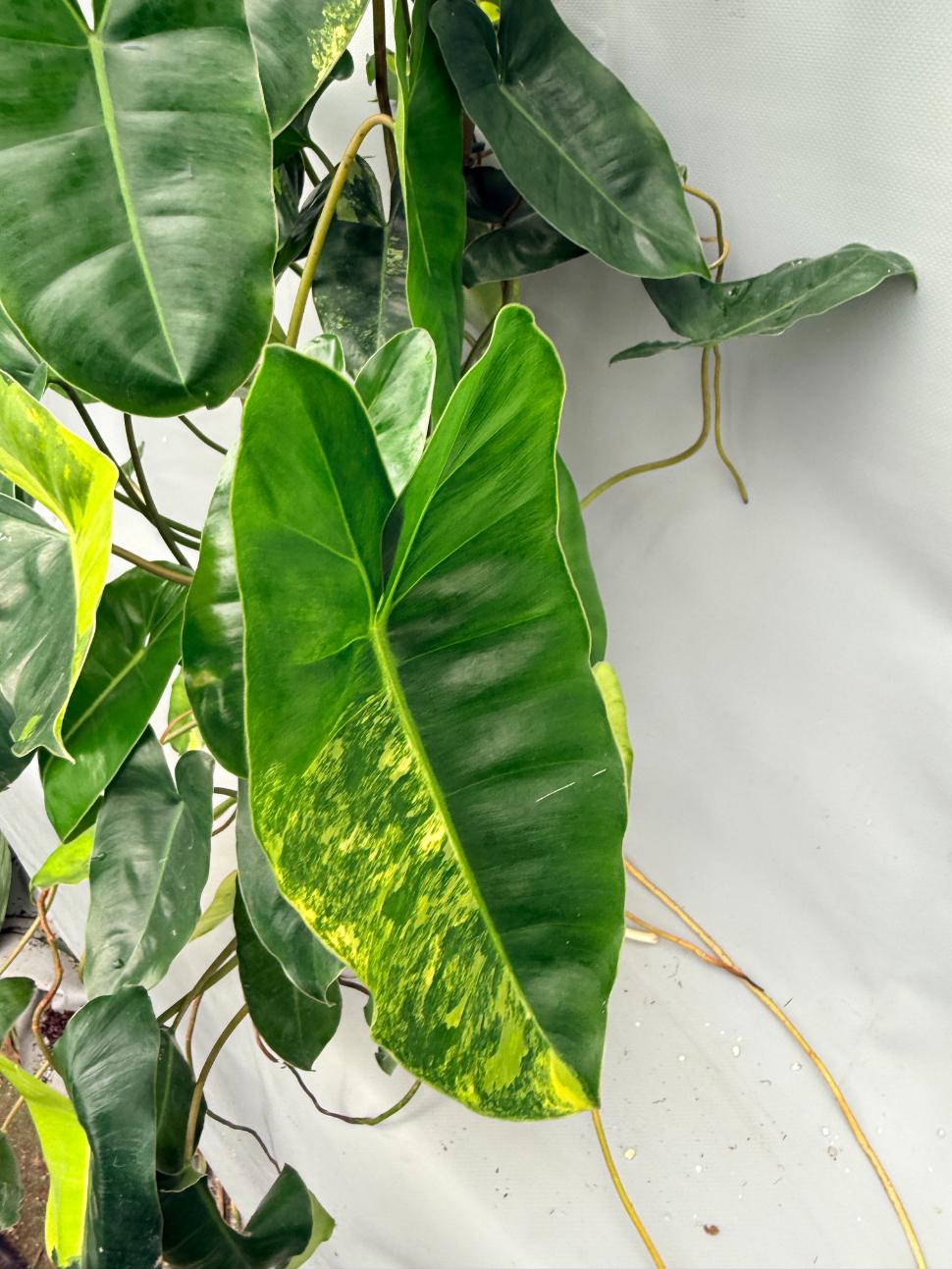 Philodendron burle marx variegata XL