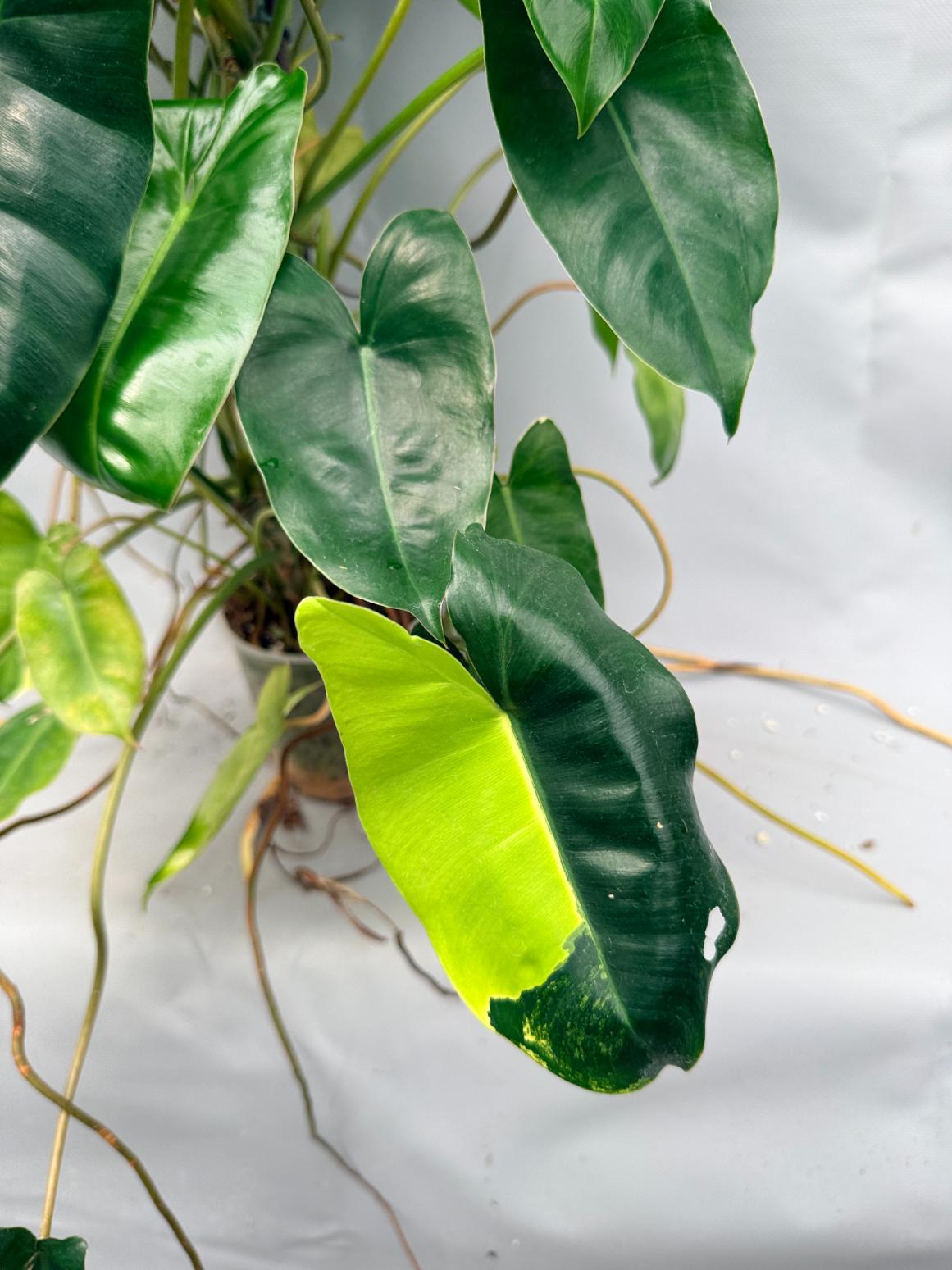 Philodendron burle marx variegata XL