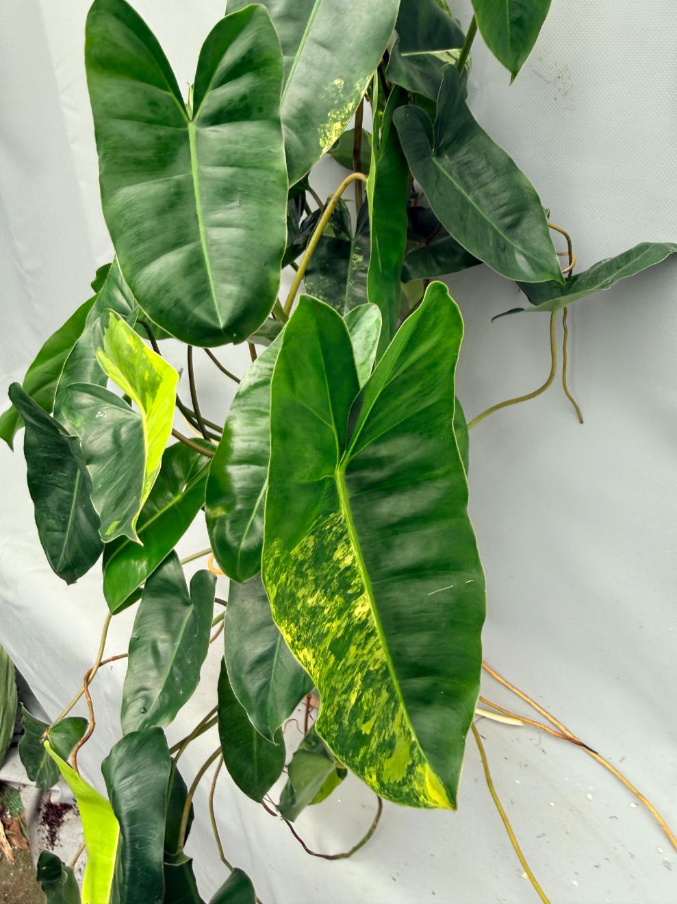 Philodendron burle marx variegata XL