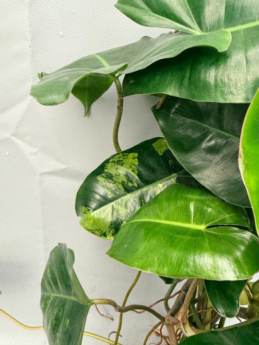 Philodendron burle marx variegata XL