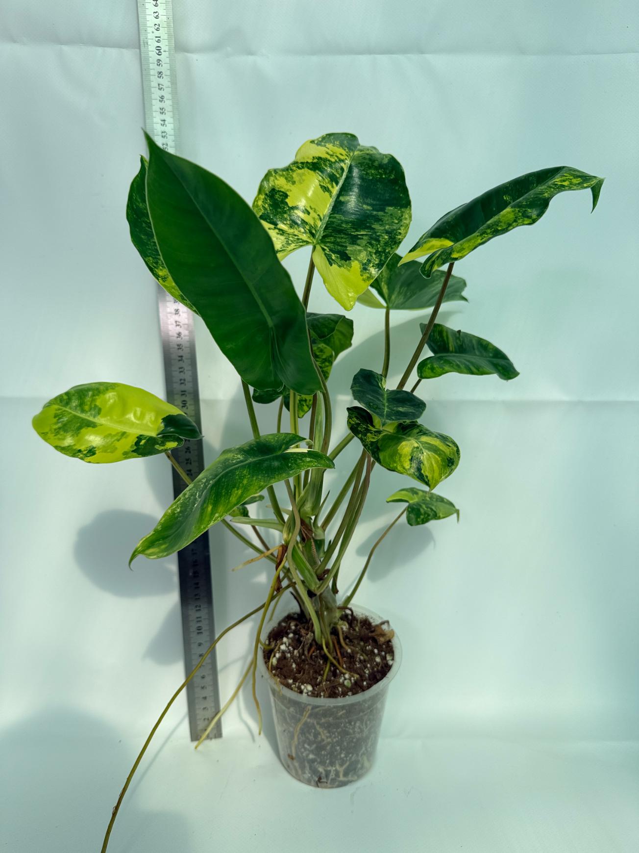 philodendron burle marx albo variegata rare variegated plant from thailand Philodendron Burle Marx Variegata