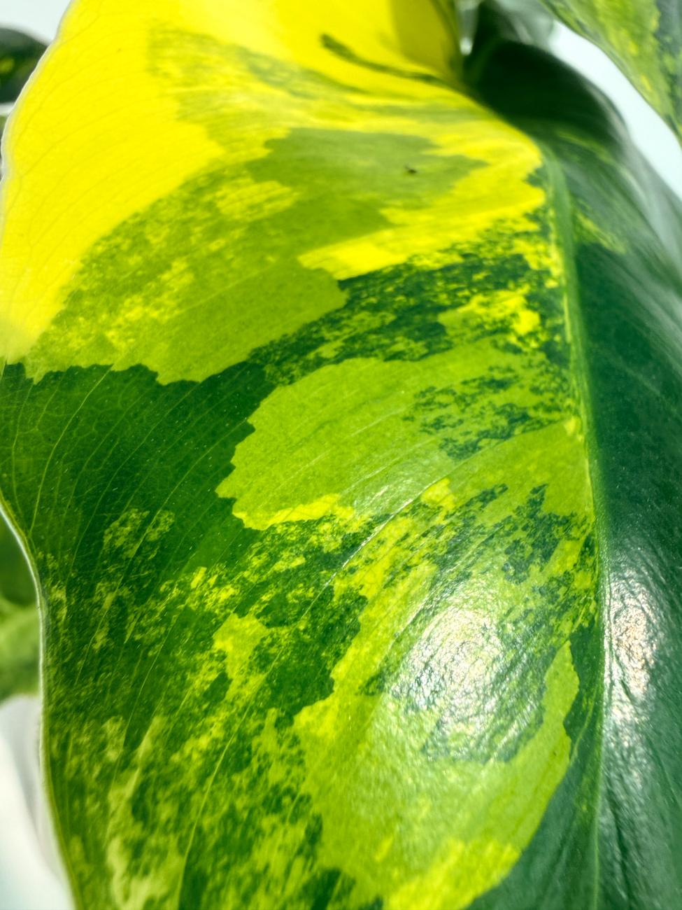 Philodendron Burle Marx Variegata 2