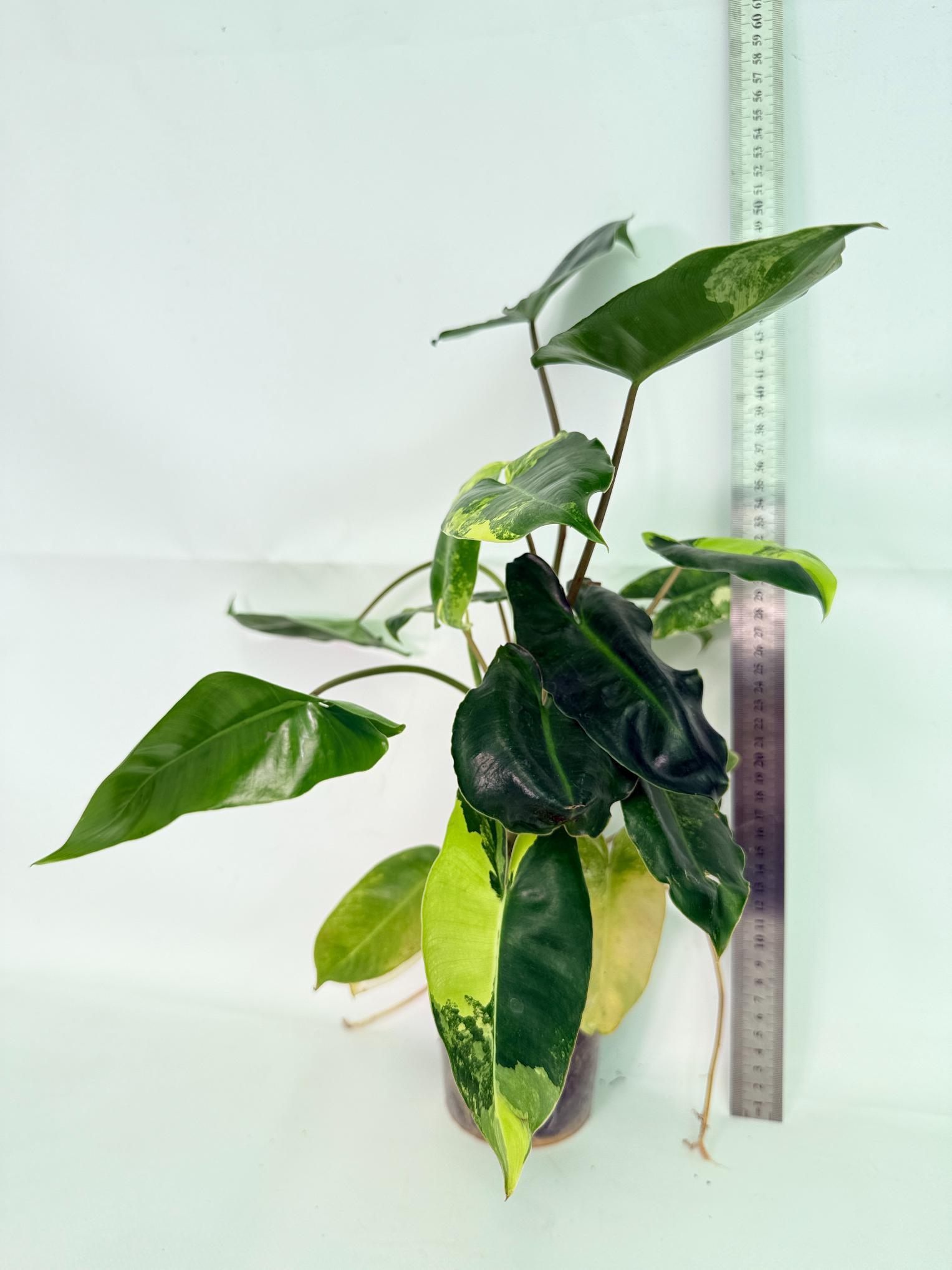 Philodendron Burle Marx Variegata 02