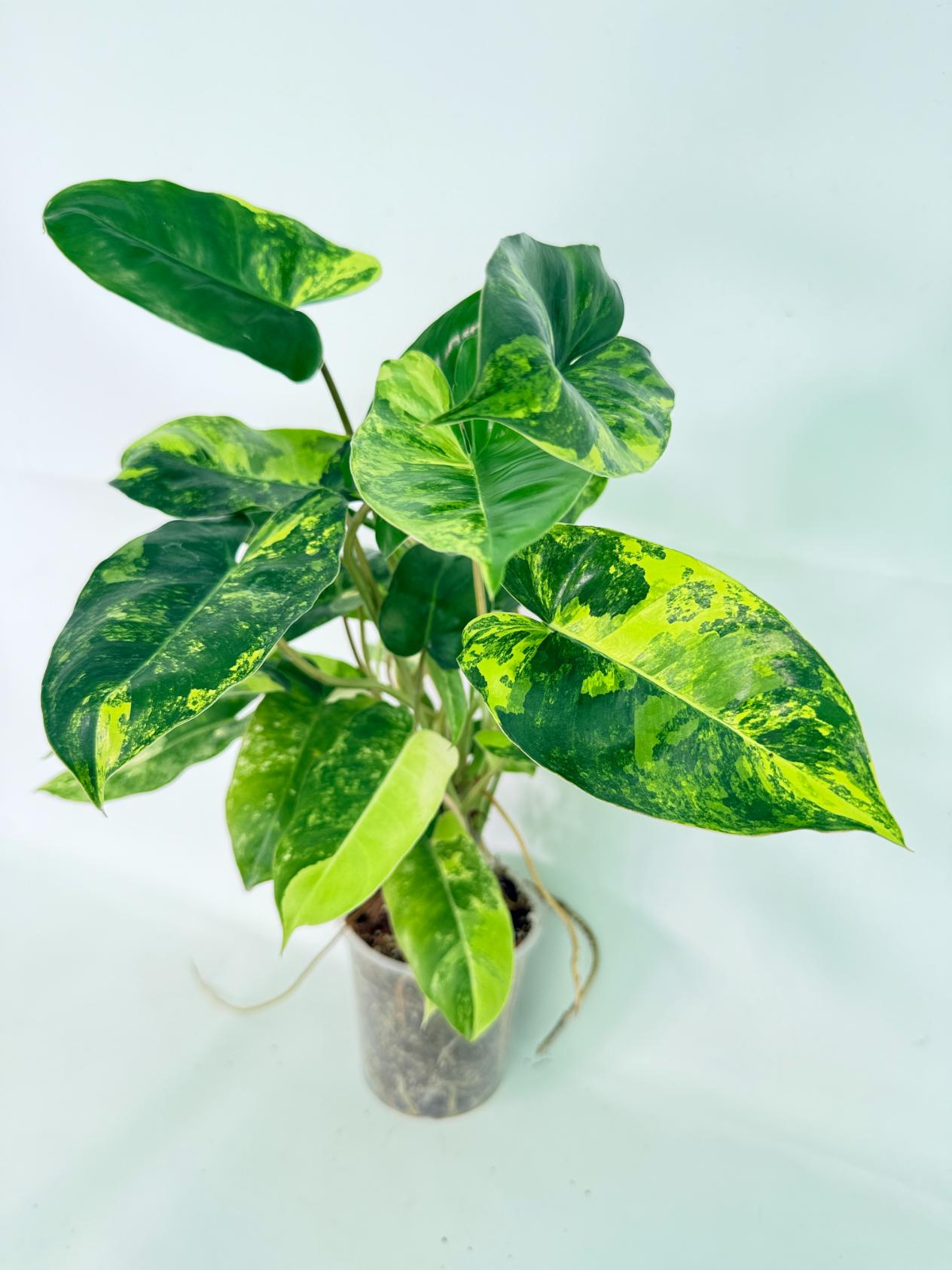 Philodendron Burle Marx Variegata 02