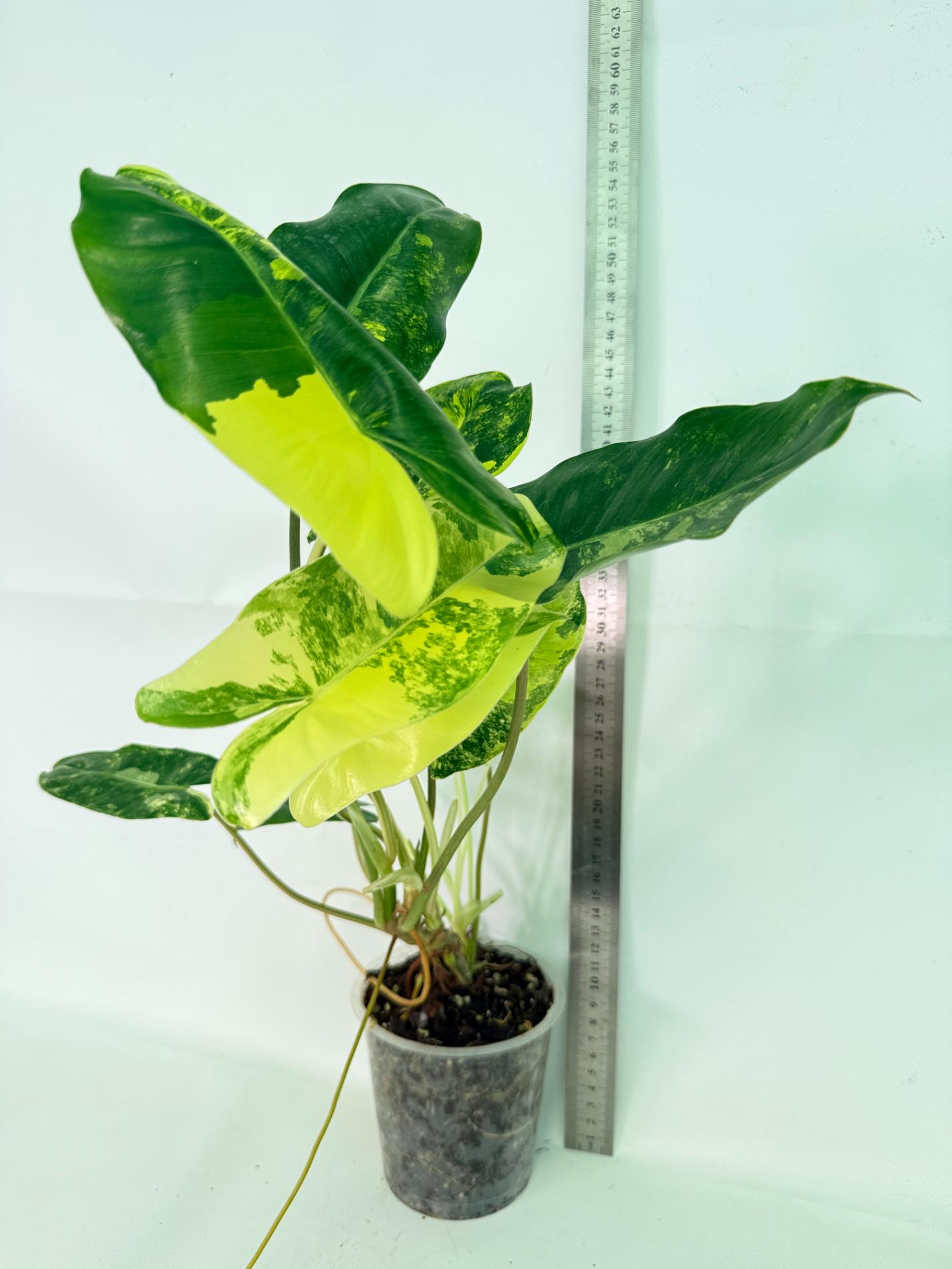 Philodendron Burle Marx Variegata 02
