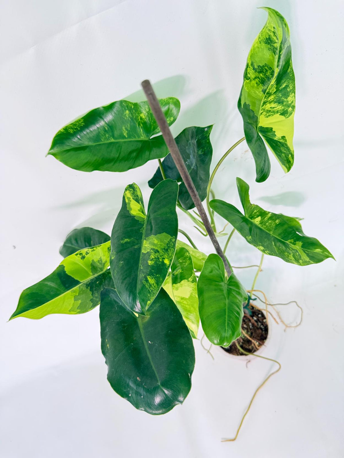 Philodendron Burle Marx Variegata 02
