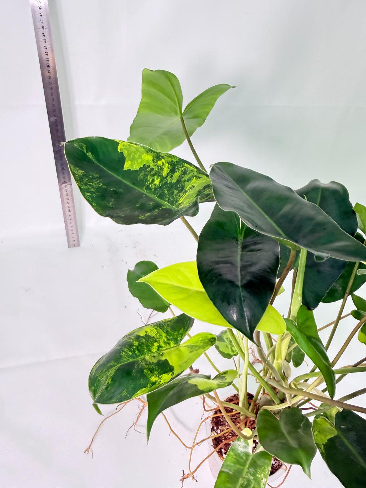 Philodendron Burle Marx Variegata 12