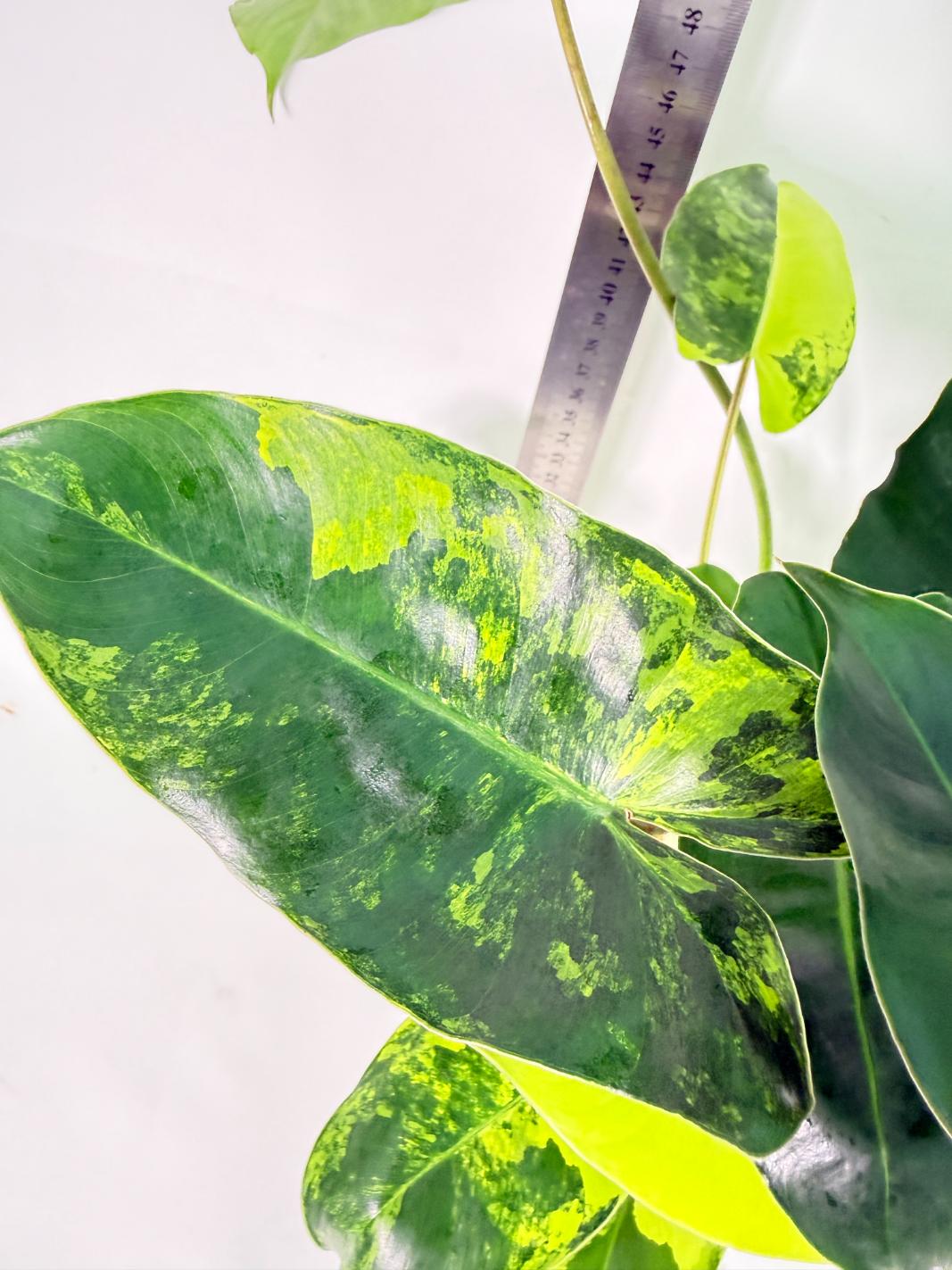 Philodendron Burle Marx Variegata 2